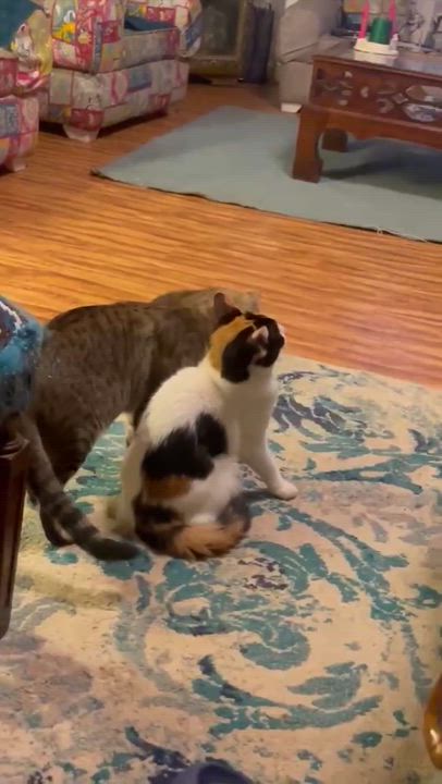 Enlarge Mercy - Blind (only 10% vision), a Adoptable Domestic Short Hair in Brampton, ON video 2/6