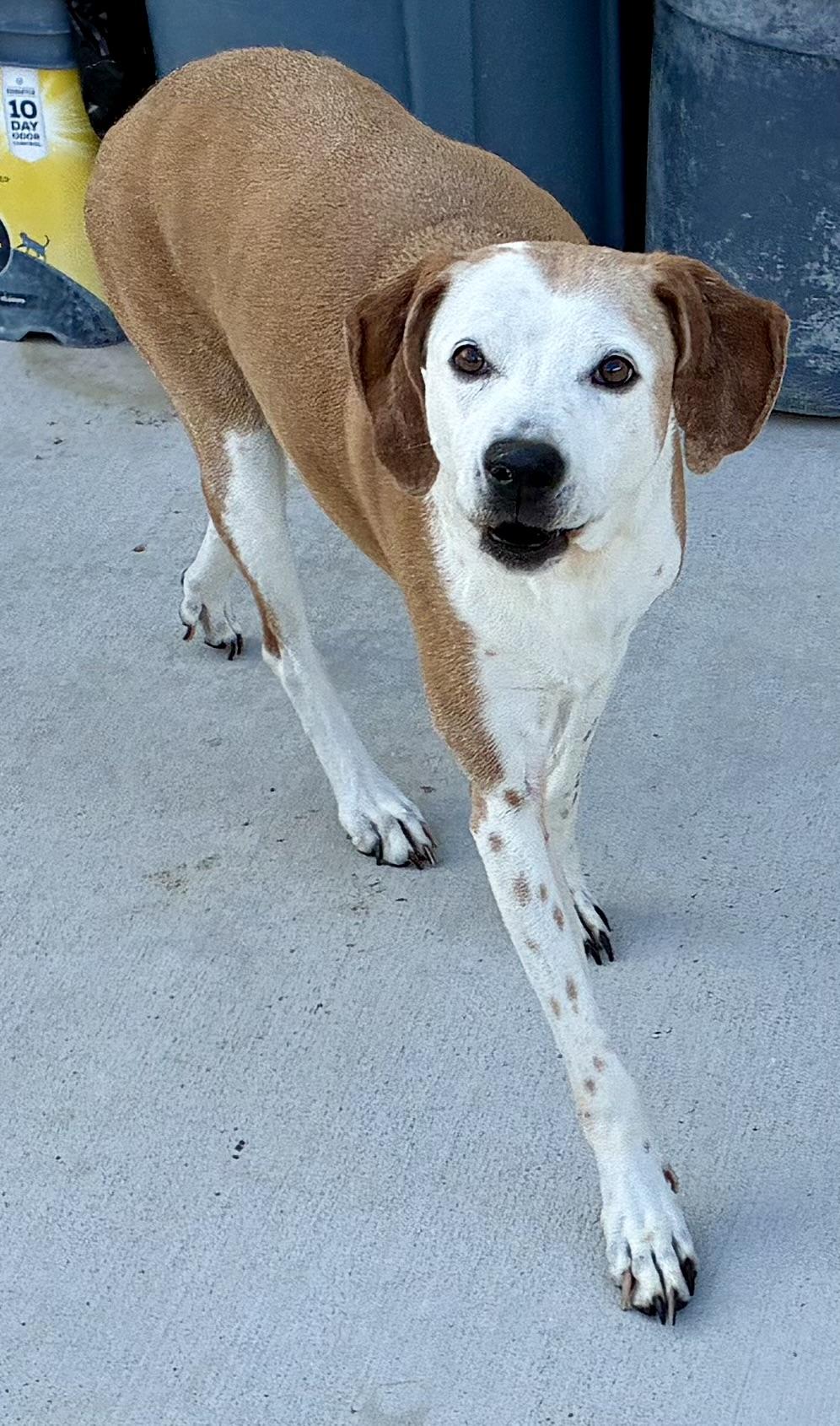 Sweet Pea, a ADOPTABLE Hound in Sandusky, MI image 3/6