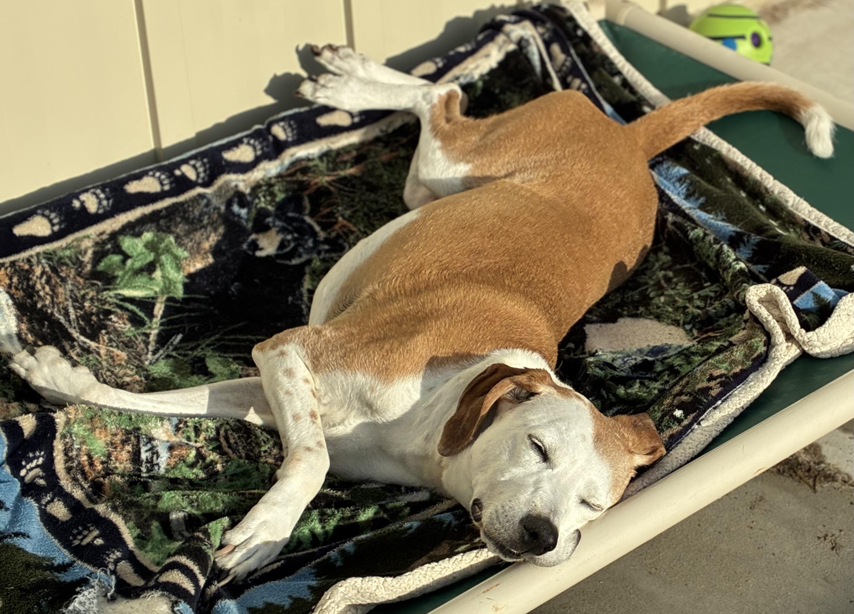 Sweet Pea, a ADOPTABLE Hound in Sandusky, MI image 6/6