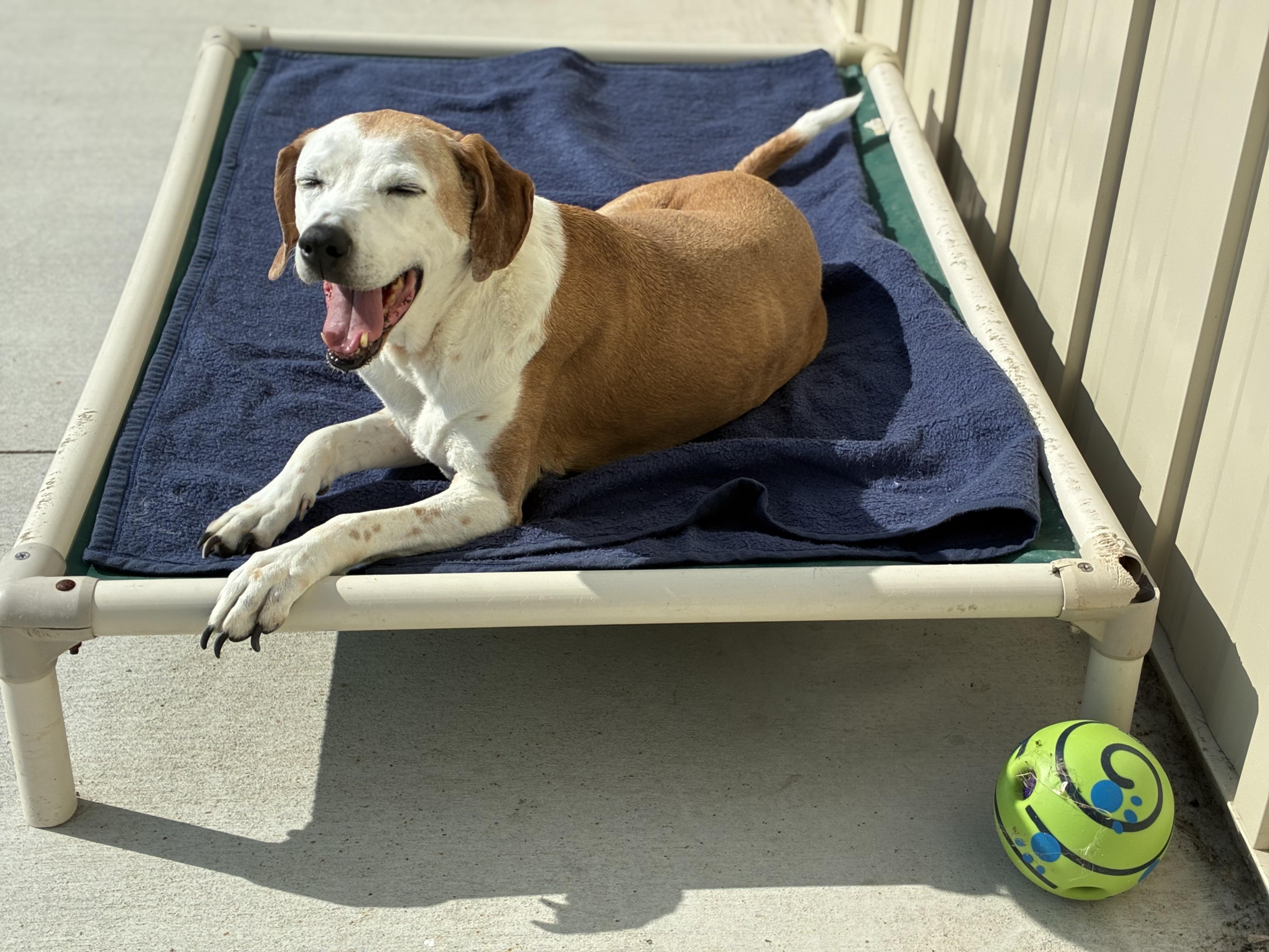Sweet Pea, a ADOPTABLE Hound in Sandusky, MI image 2/6