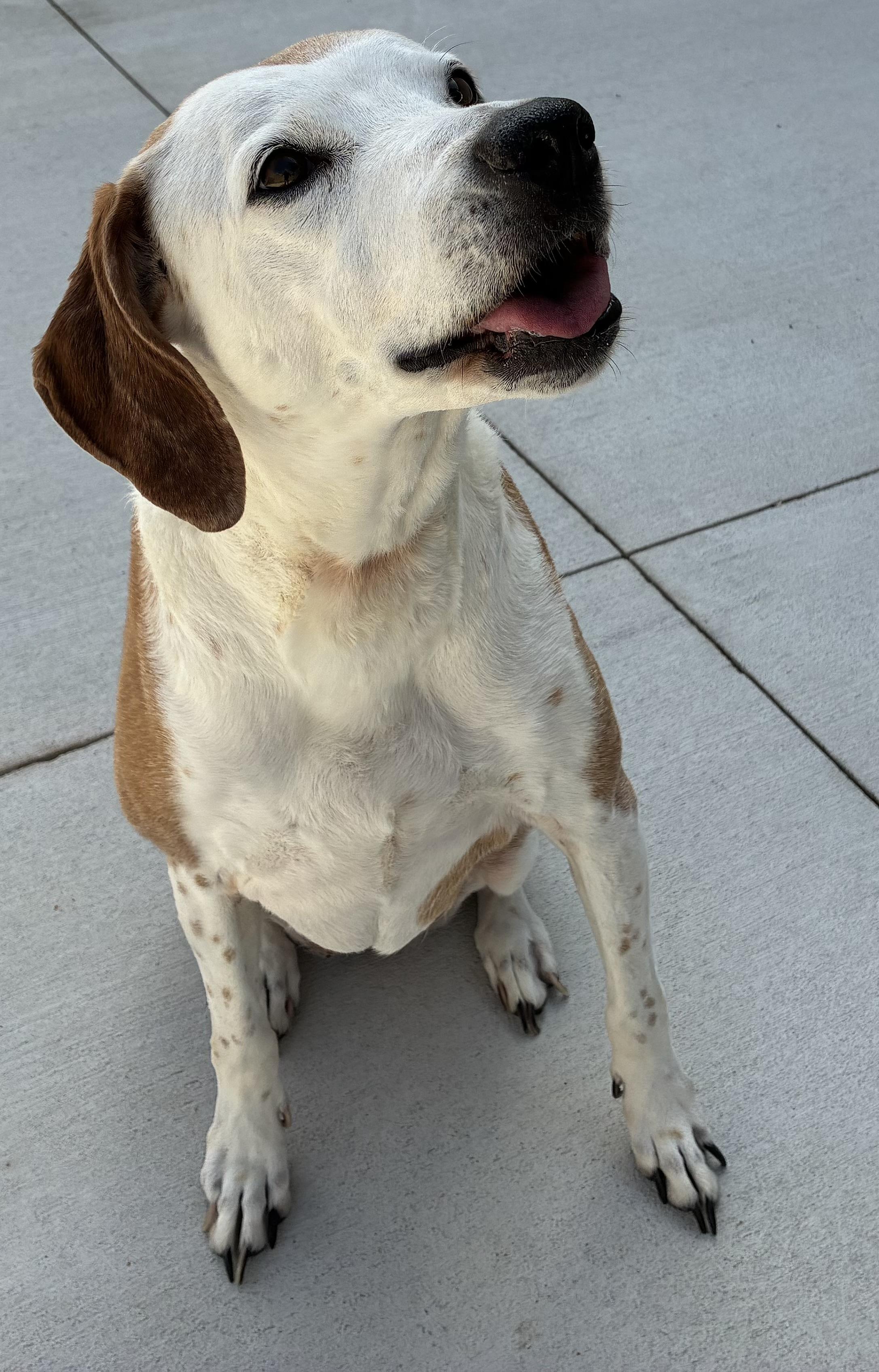 Sweet Pea, a ADOPTABLE Hound in Sandusky, MI image 4/6