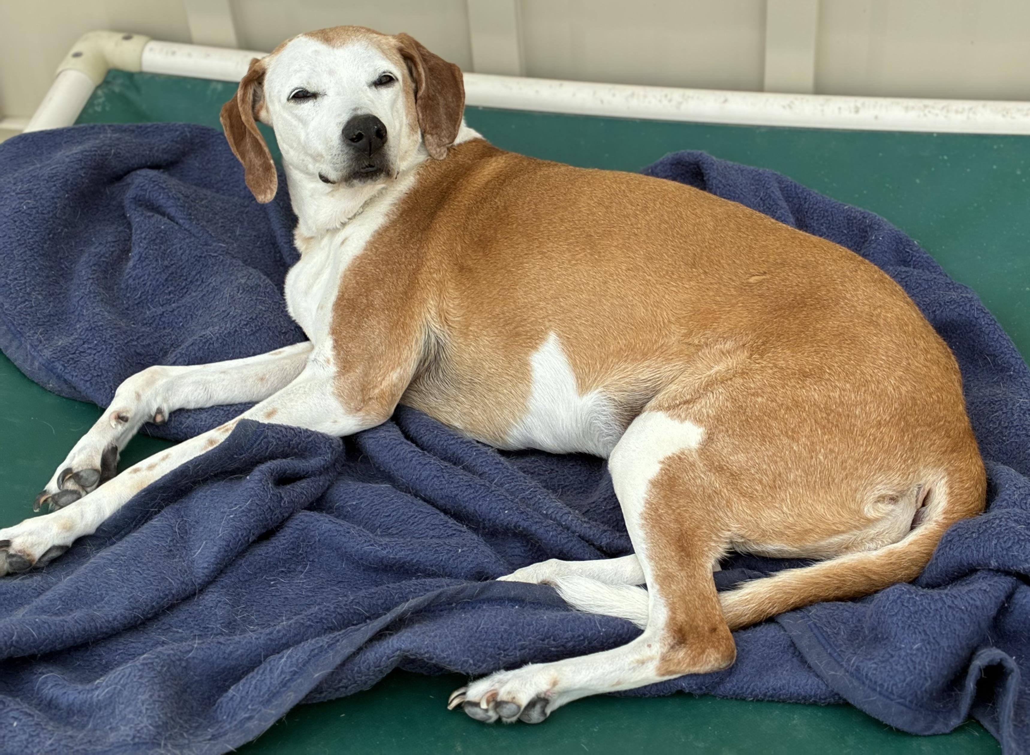 Sweet Pea, ADOPTABLE, Senior Female Hound.