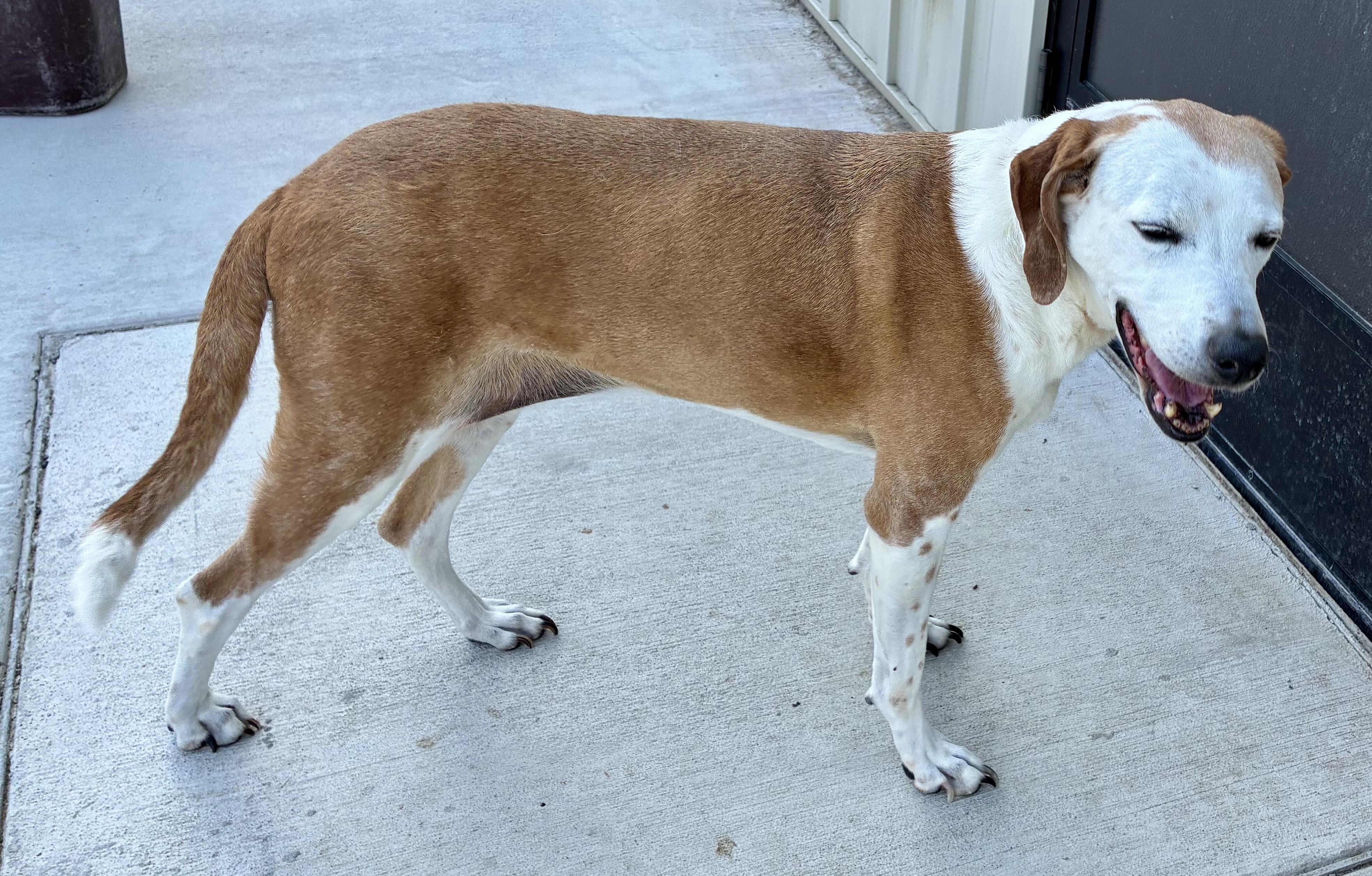 Sweet Pea, a ADOPTABLE Hound in Sandusky, MI image 5/6