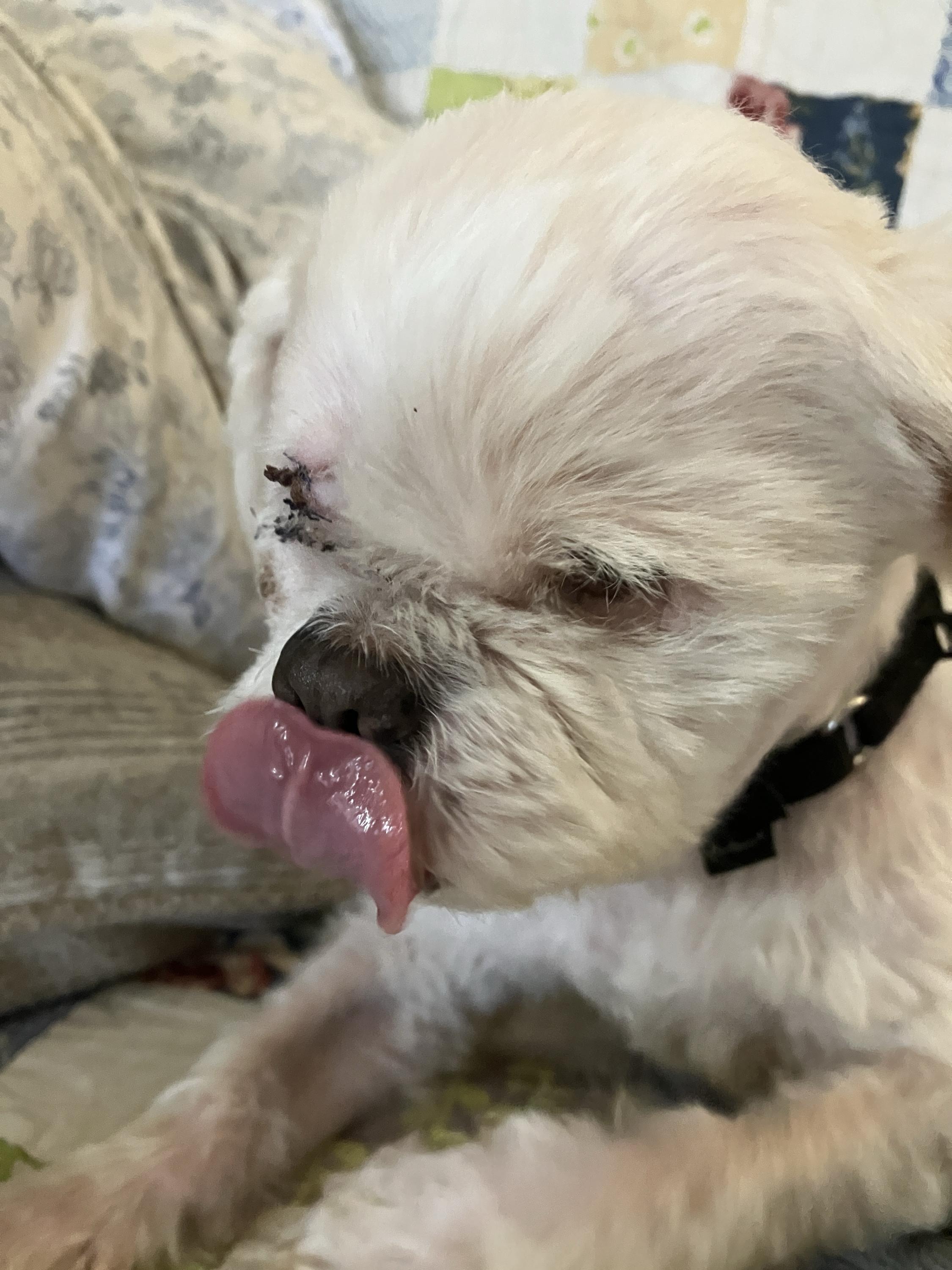 Marshy, ADOPTABLE, Senior Male Mixed Breed.
