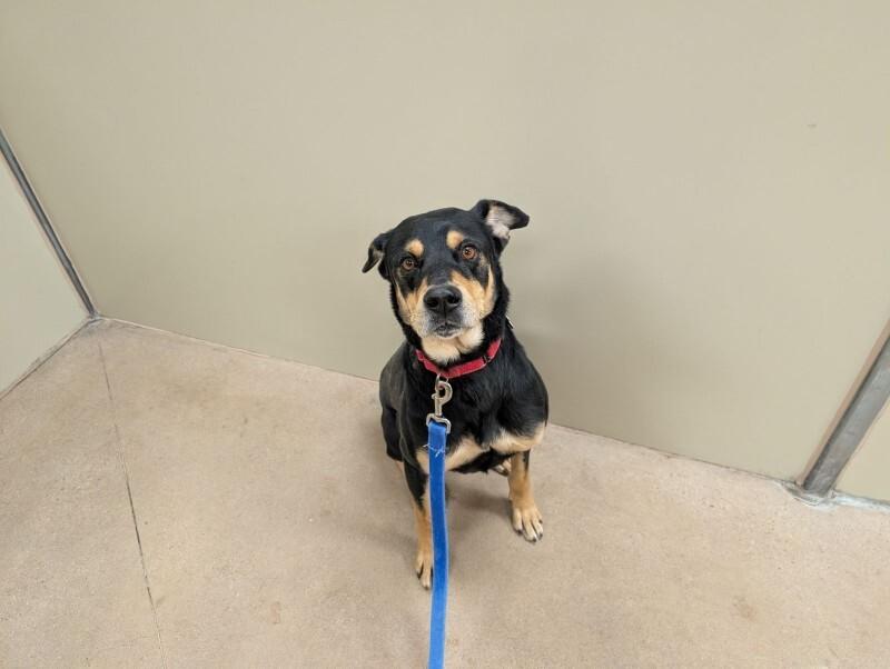 Adler, Adoptable, Adult Male Rottweiler & Mixed Breed.
