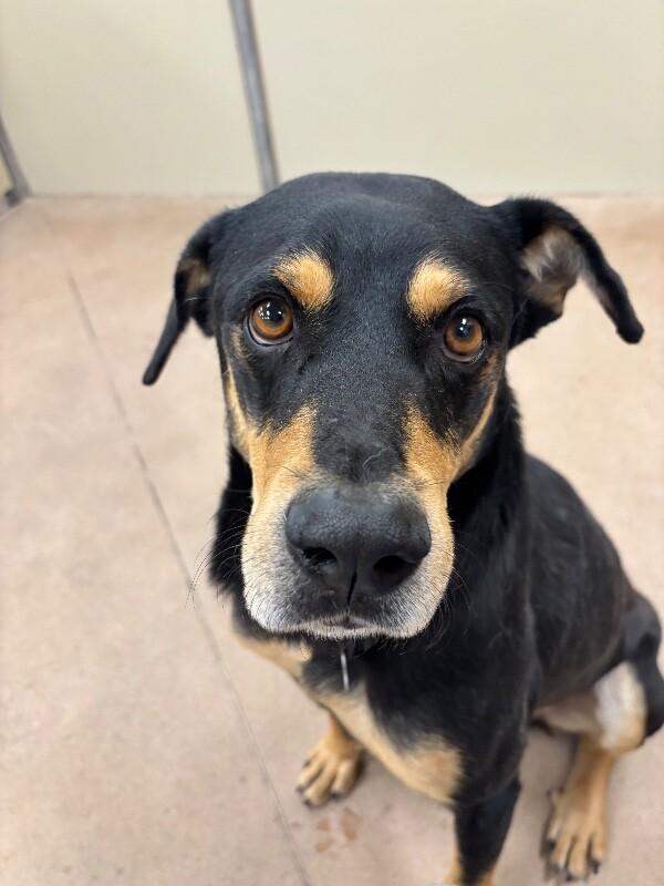 Adler, a Adoptable mixed breed in Fort Collins, CO image 2/6