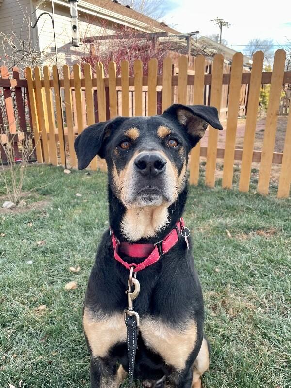 Adler, Adoptable, Adult Male Rottweiler & Mixed Breed.
