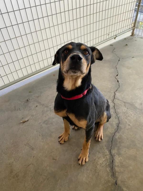 Adler, a Adoptable mixed breed in Fort Collins, CO image 3/6
