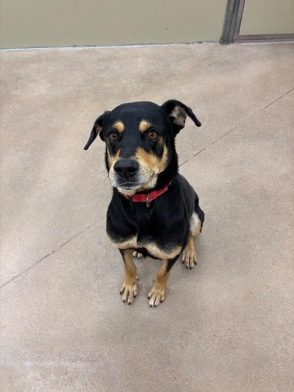 Adler, a Adoptable mixed breed in Fort Collins, CO image 4/6