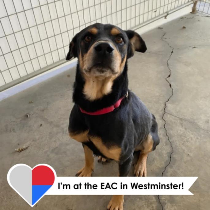 Adler, a Adoptable mixed breed in Fort Collins, CO image 5/6