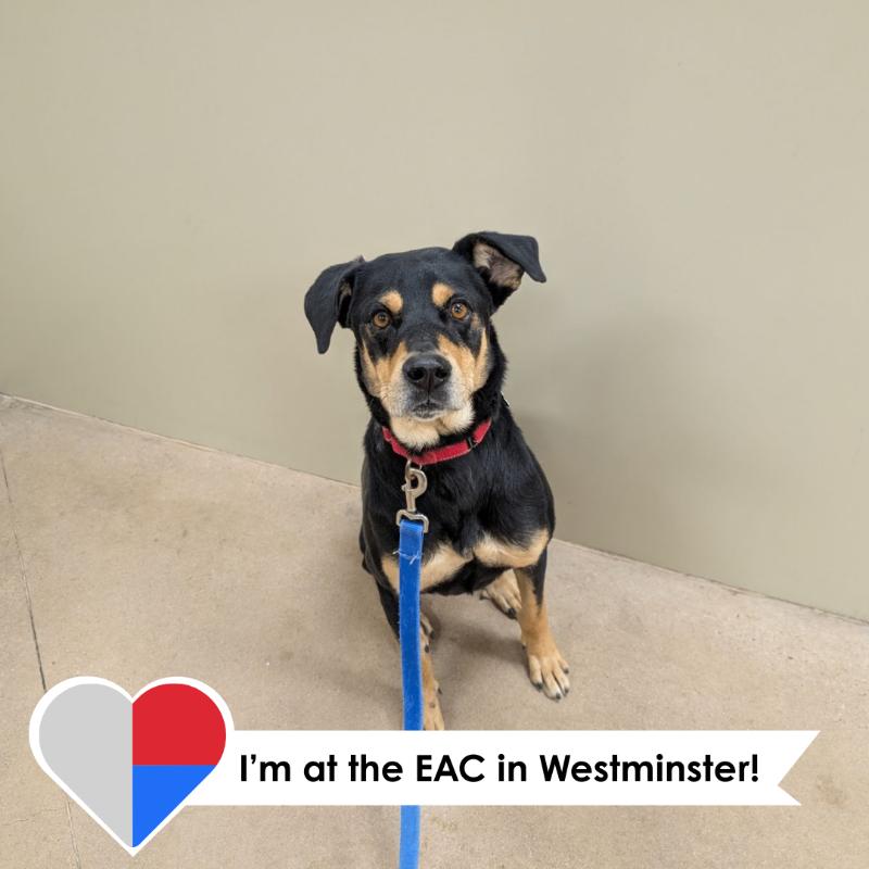 Adler, a Adoptable mixed breed in Fort Collins, CO image 6/6