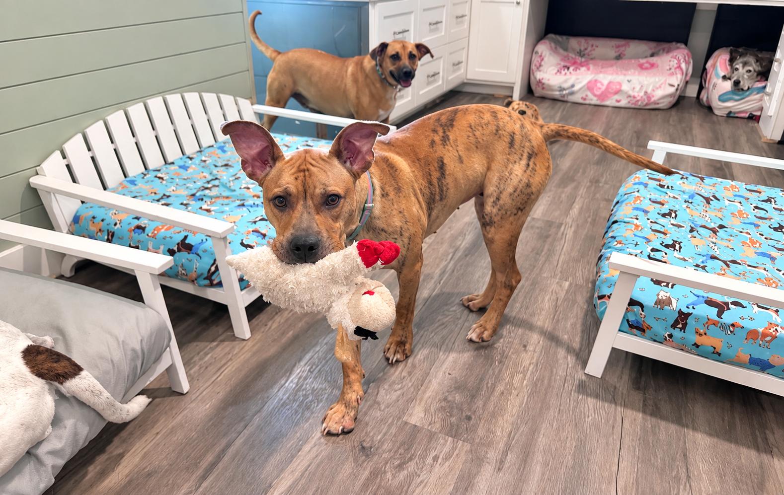 Enlarge Sweet Amaya, a Adoptable mixed breed in West Islip, NY image 3/6