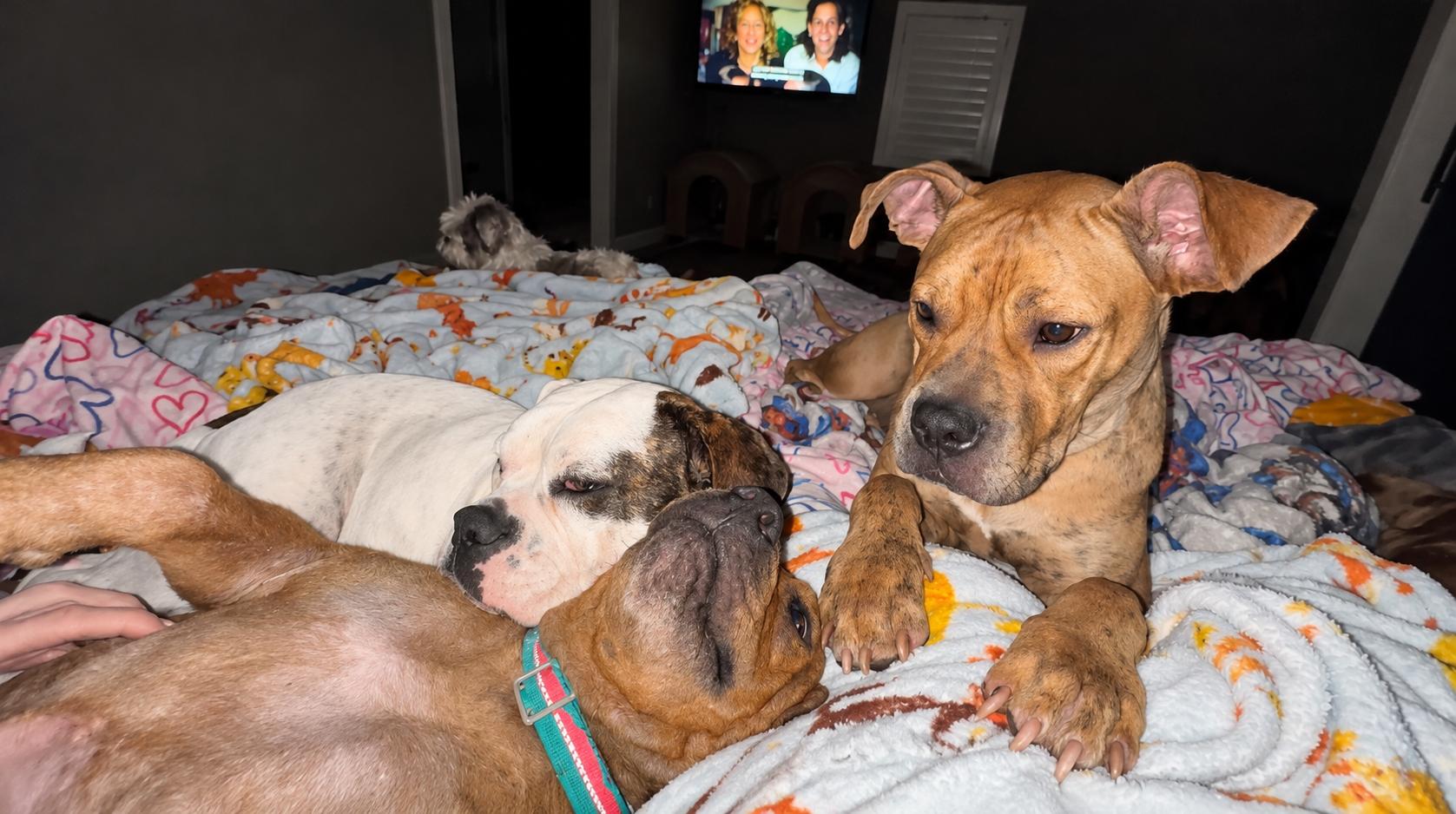 Enlarge Sweet Amaya, a Adoptable mixed breed in West Islip, NY image 4/6