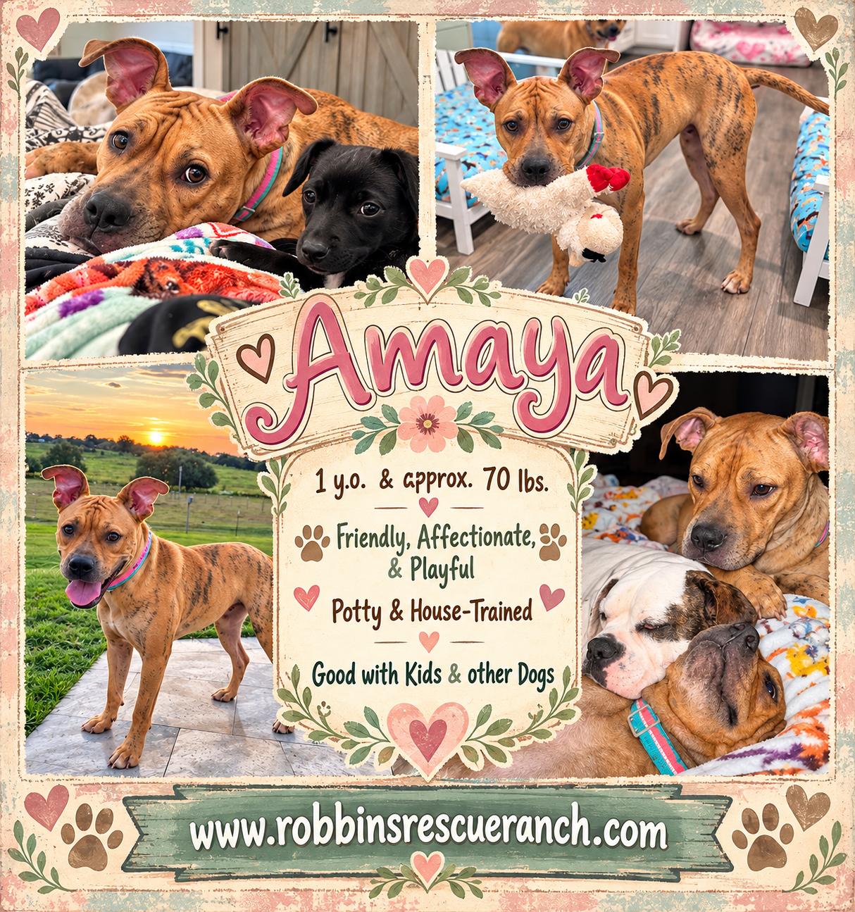 Sweet Amaya, Adoptable, Young Female Boxer.
