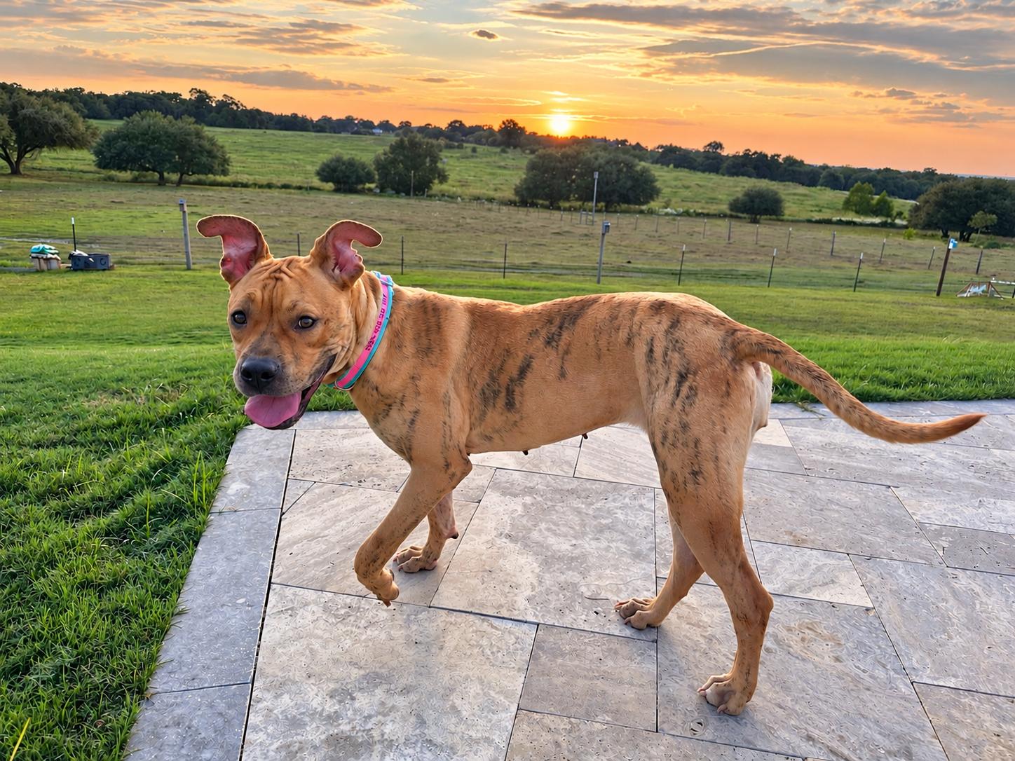 Enlarge Sweet Amaya, a Adoptable mixed breed in West Islip, NY image 5/6