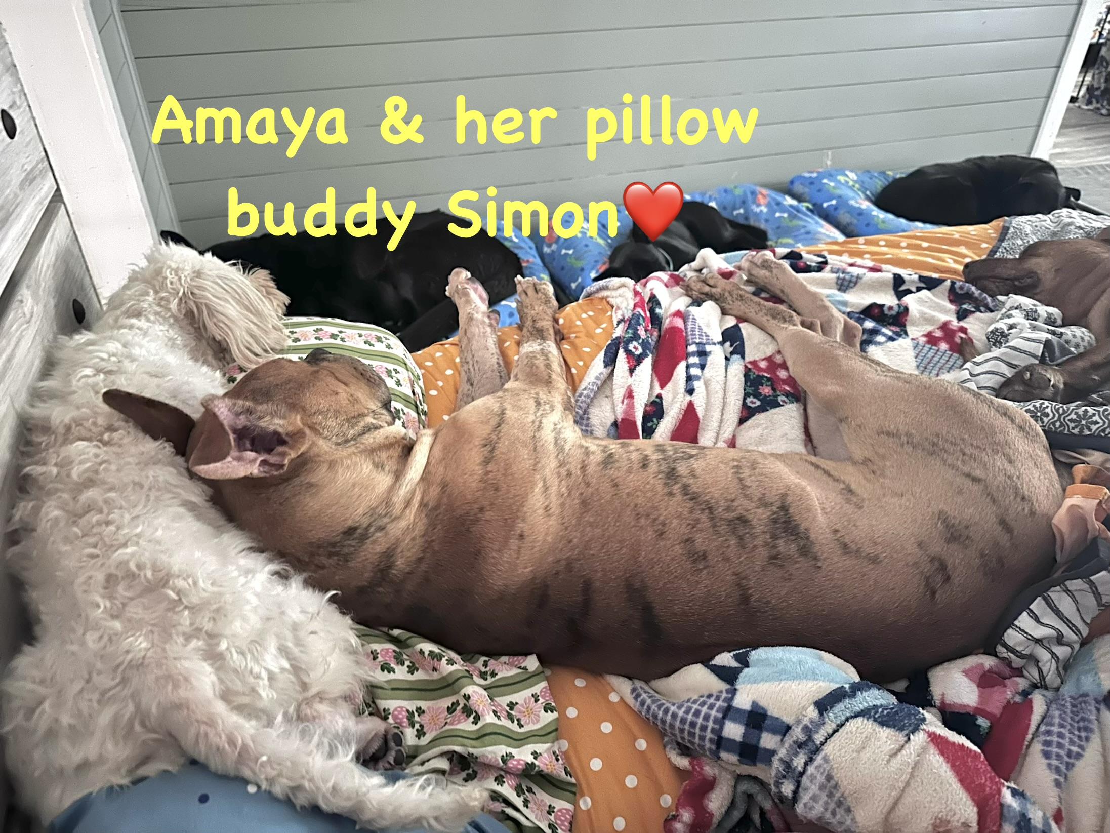 Enlarge Sweet Amaya, a Adoptable mixed breed in West Islip, NY image 6/6