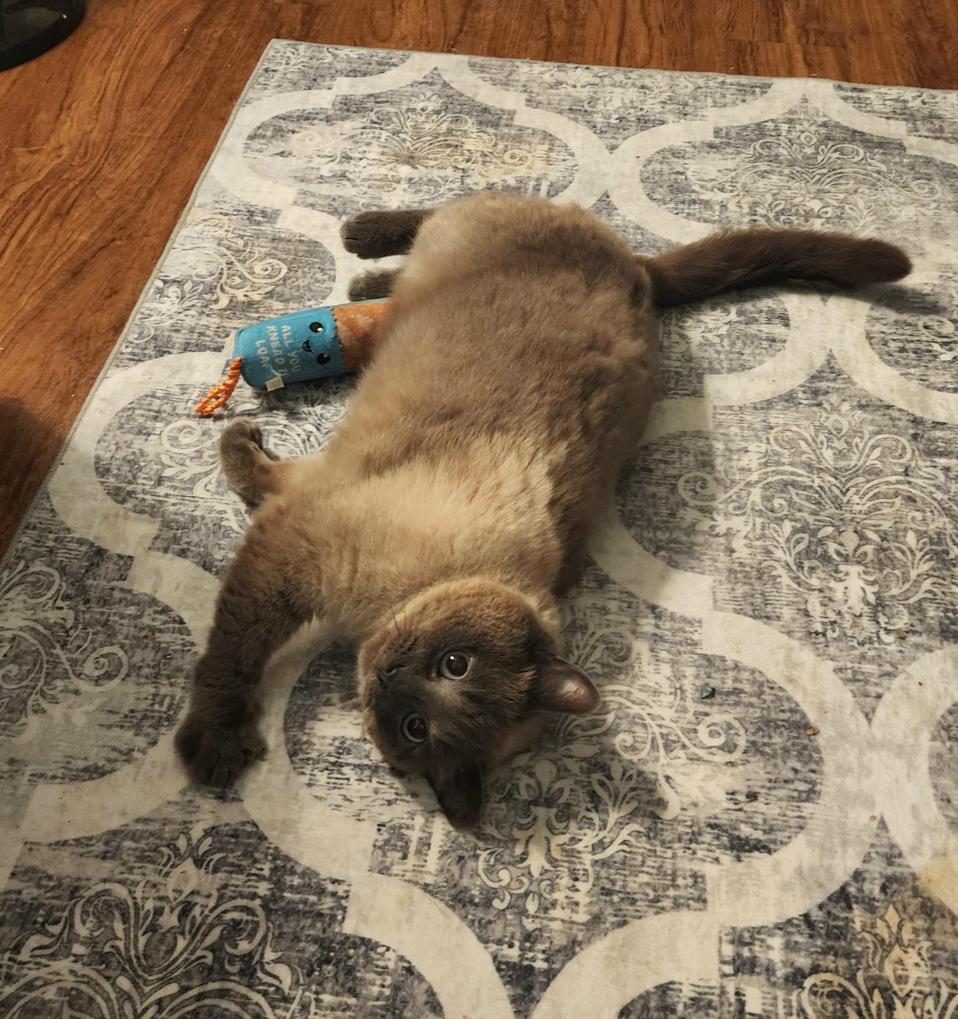 Kallisto, Adopted, Adult Male Siamese.