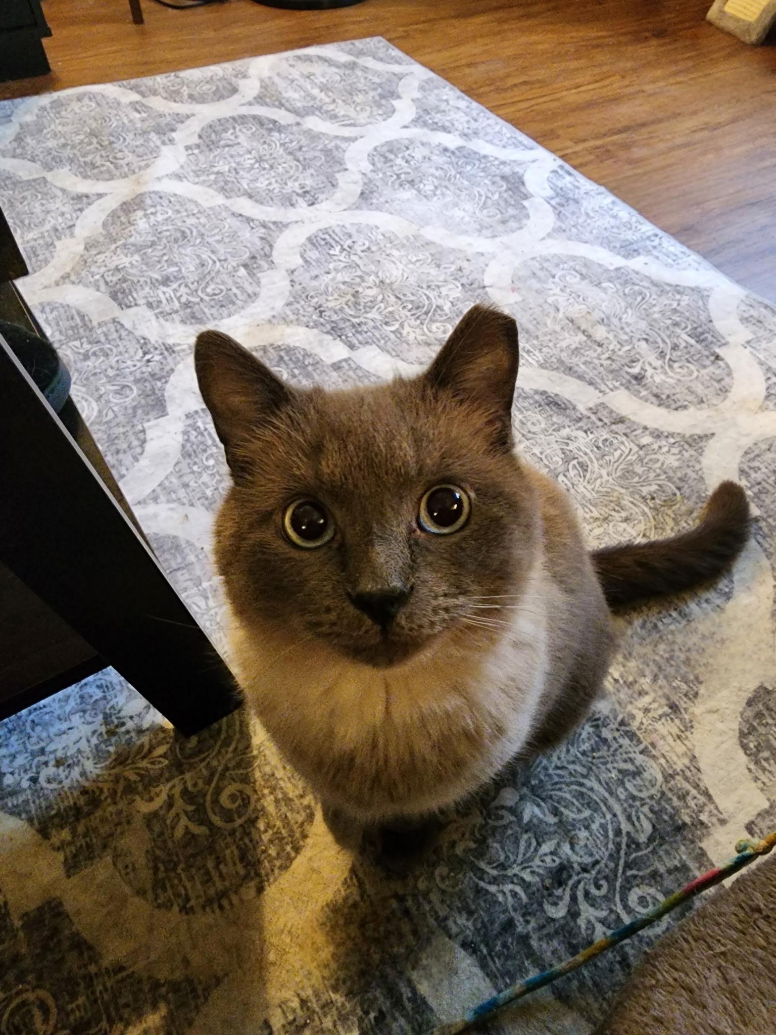 Enlarge Kallisto, a Adopted mixed breed in Nicholson, PA image 2/3