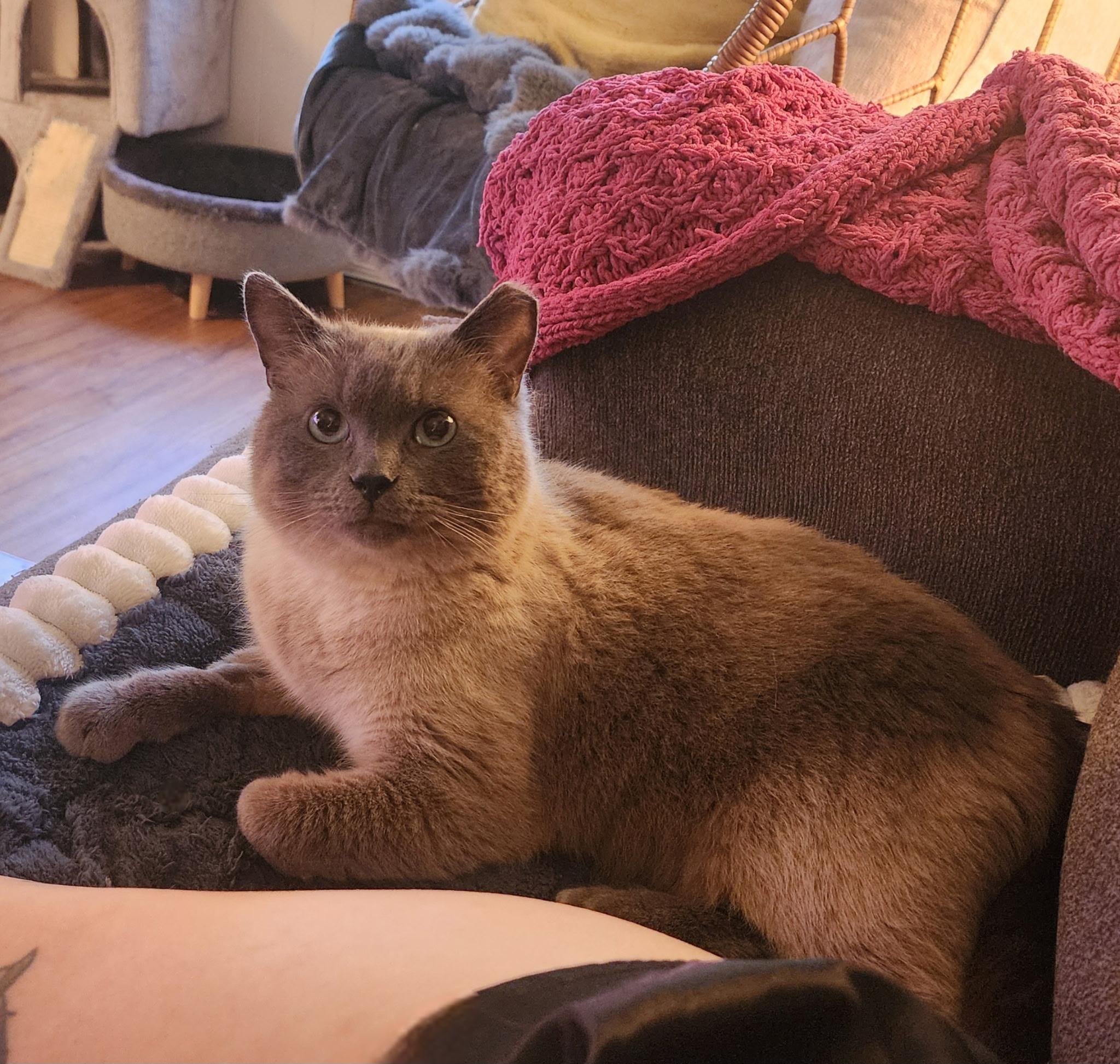 Enlarge Kallisto, a Adopted mixed breed in Nicholson, PA image 3/3