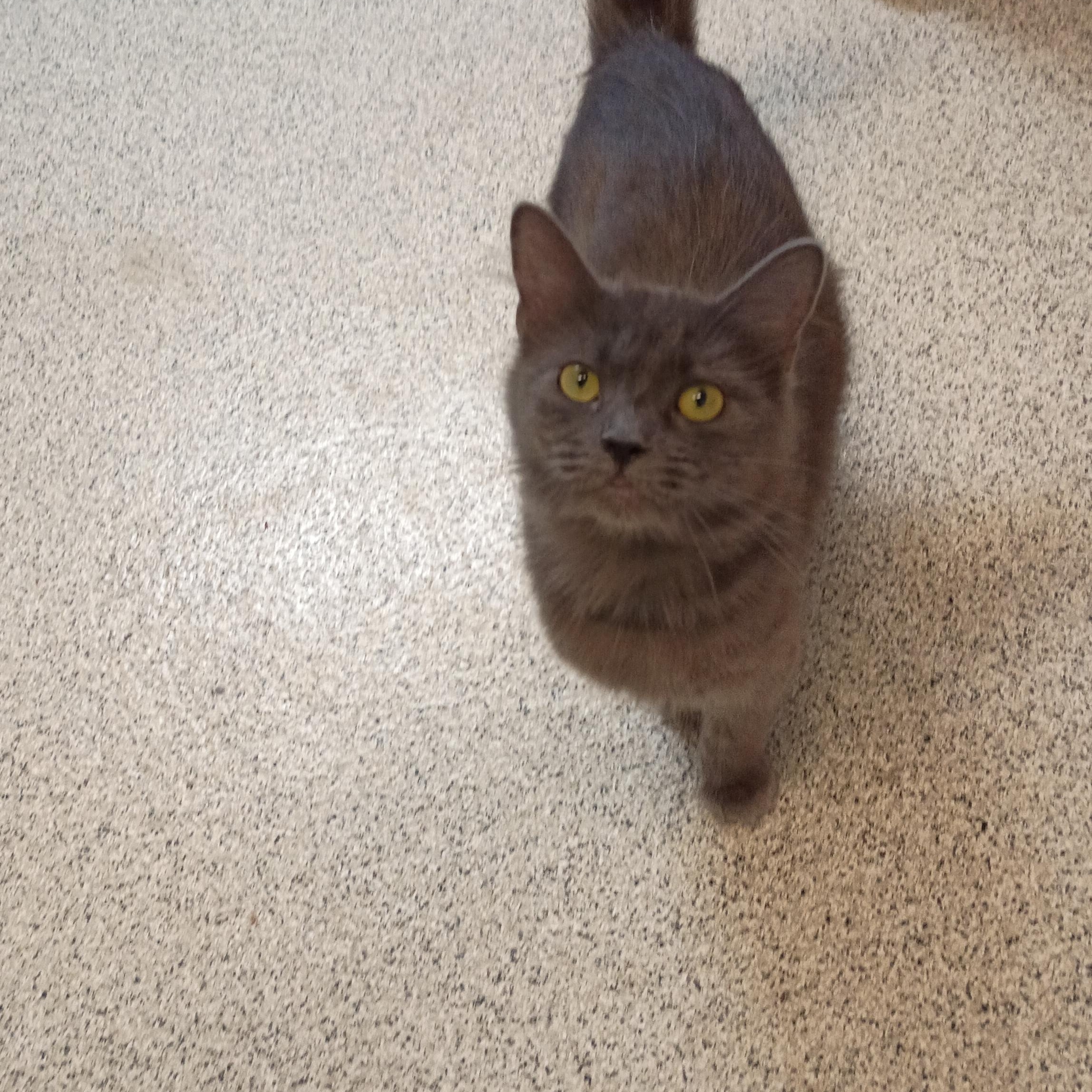 Enlarge Josie, a Adoptable Domestic Medium Hair in Carthage, NC image 4/4