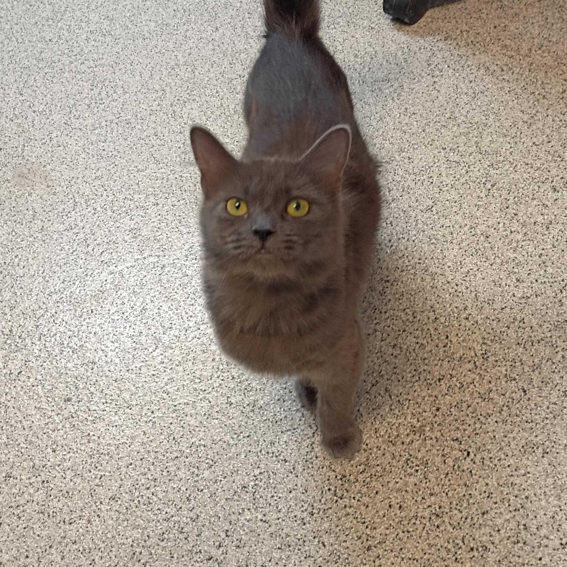 Enlarge Josie, a Adoptable Domestic Medium Hair in Carthage, NC image 3/4