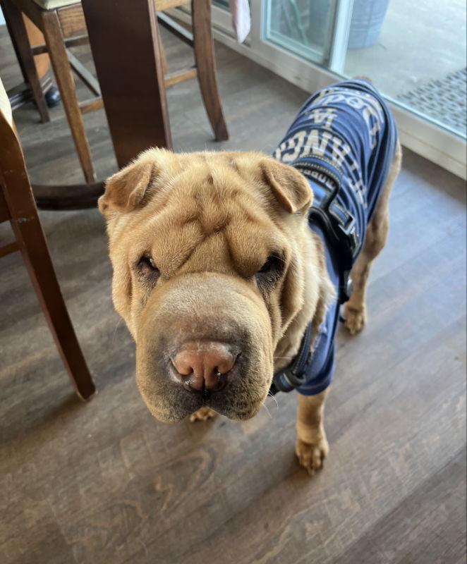 Enlarge Betty, a Adoptable Shar-Pei in Lake Forest, CA image 1/3