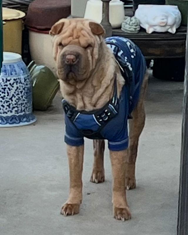 Enlarge Betty, a Adoptable Shar-Pei in Lake Forest, CA image 2/3