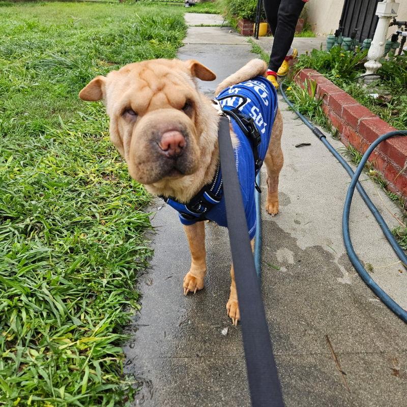 Enlarge Betty, a Adoptable Shar-Pei in Lake Forest, CA image 3/3