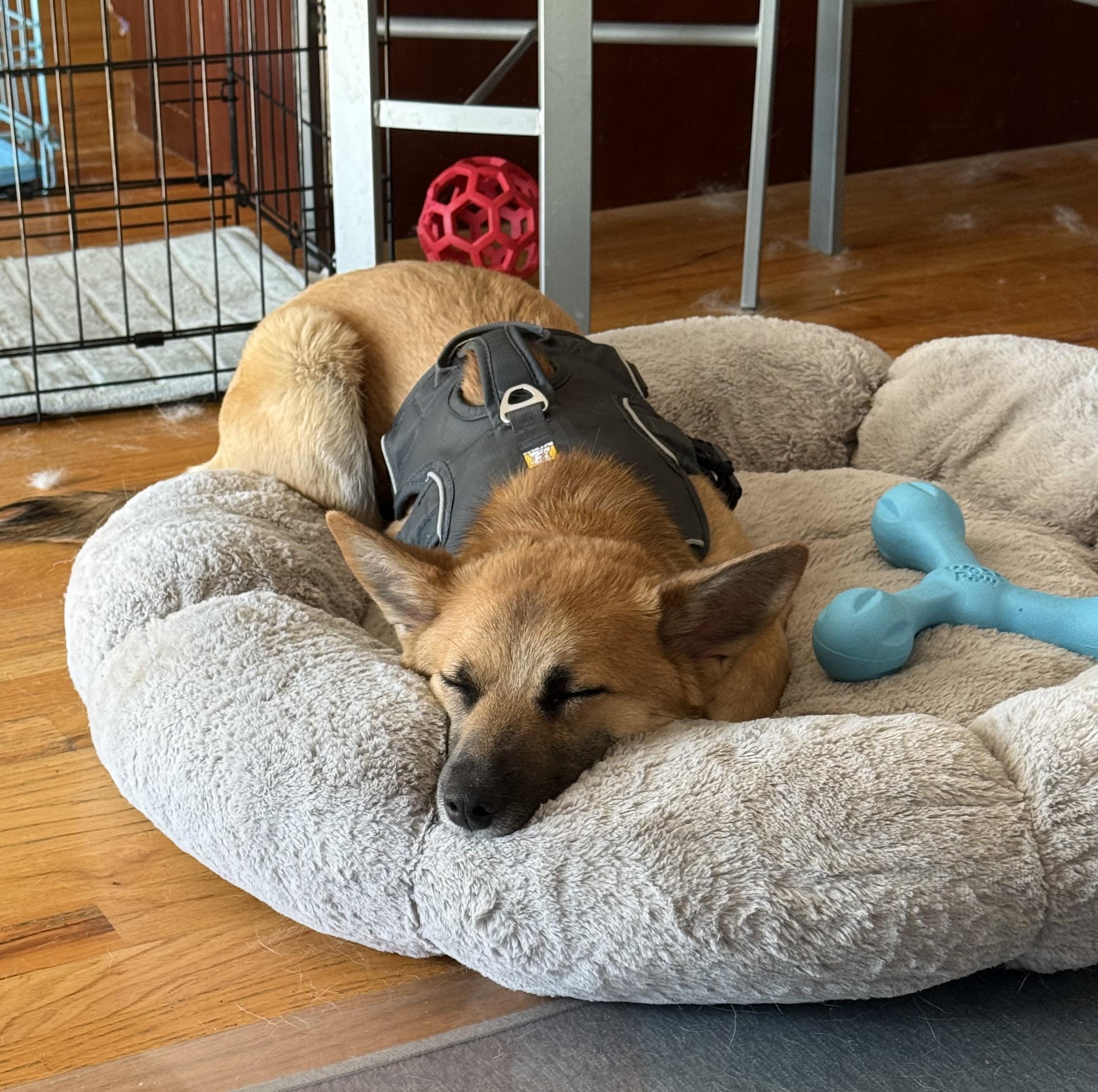 Enlarge Travey, a ADOPTABLE Shiba Inu in Chicago, IL image 4/5
