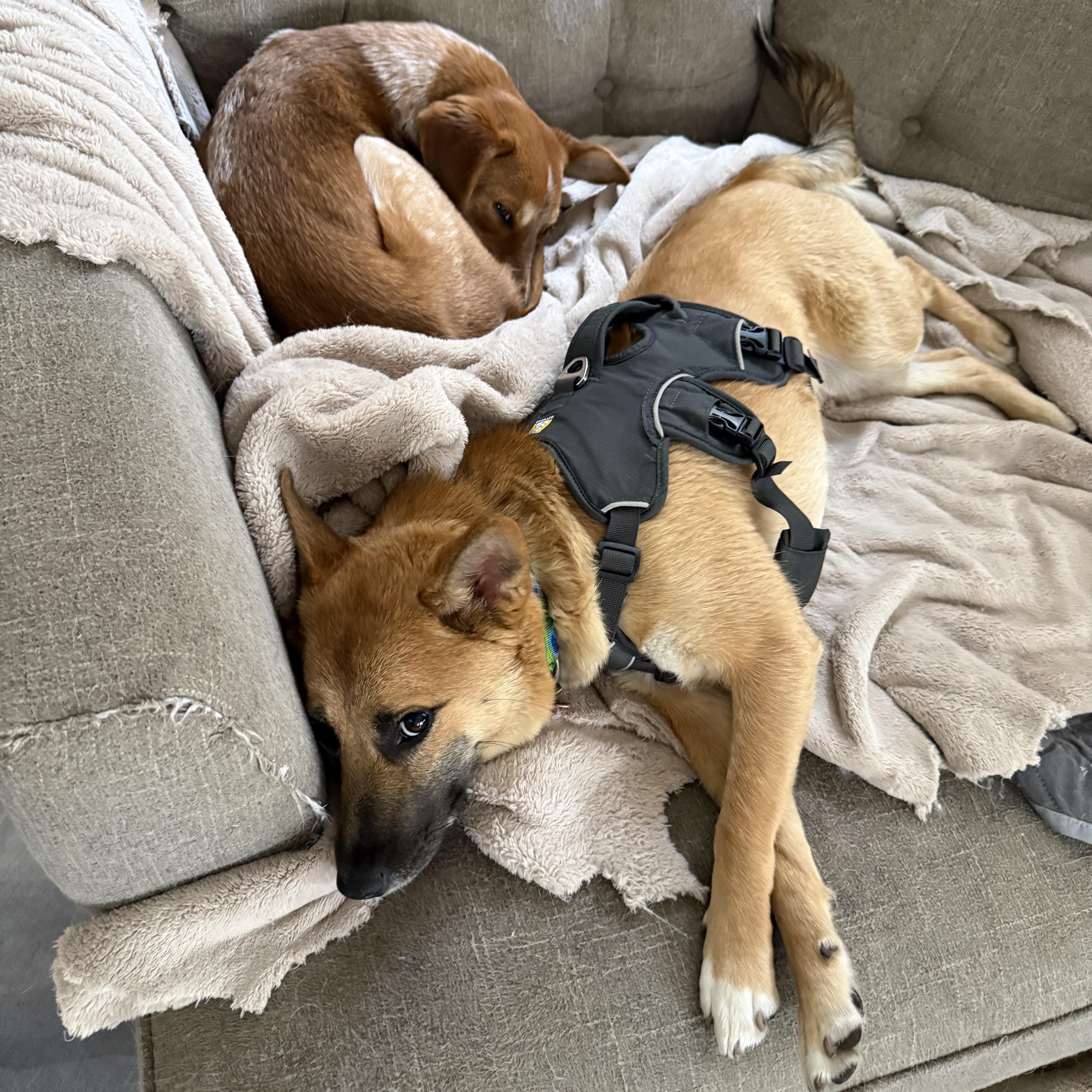 Enlarge Travey, a ADOPTABLE Shiba Inu in Chicago, IL image 3/5