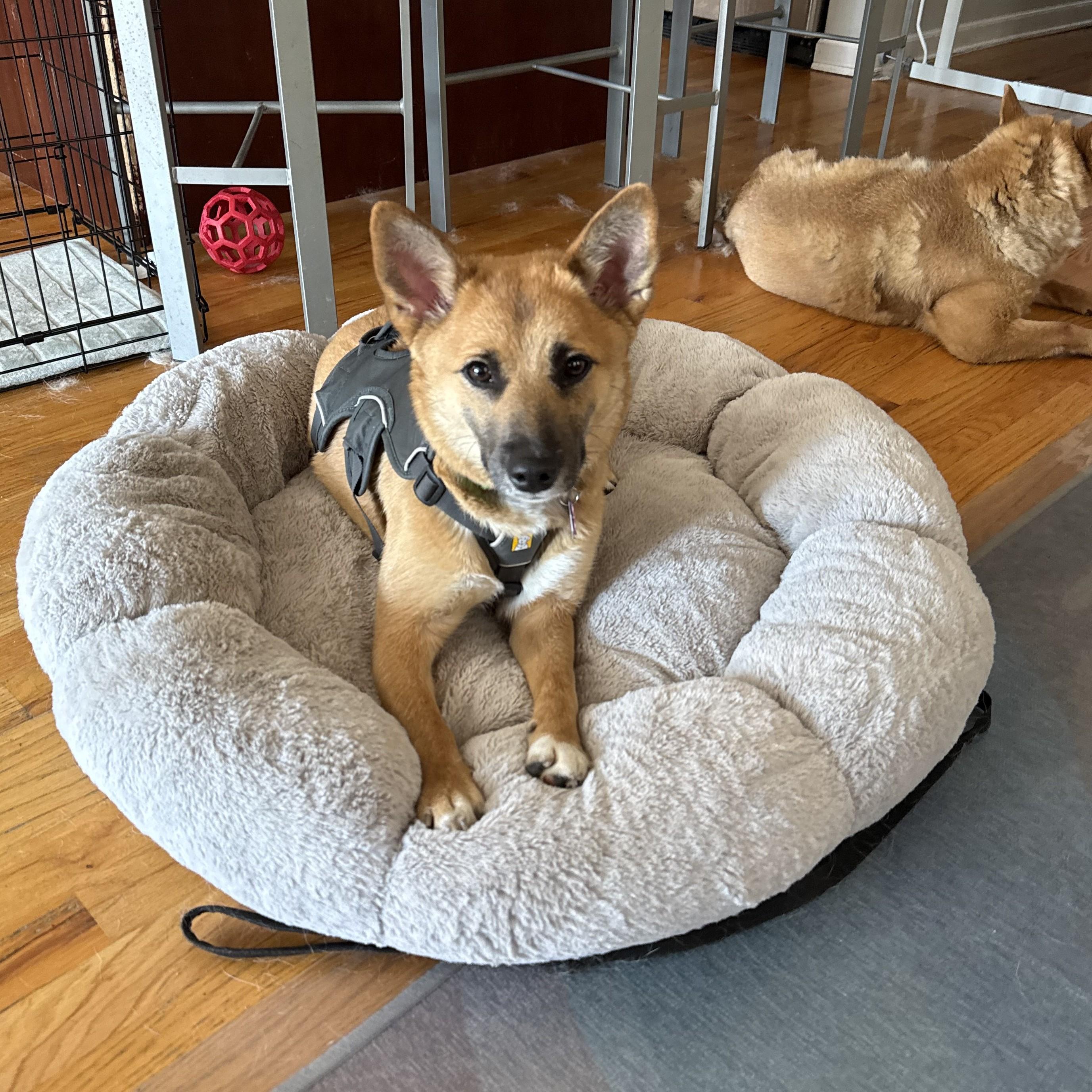 Enlarge Travey, a ADOPTABLE Shiba Inu in Chicago, IL image 5/5