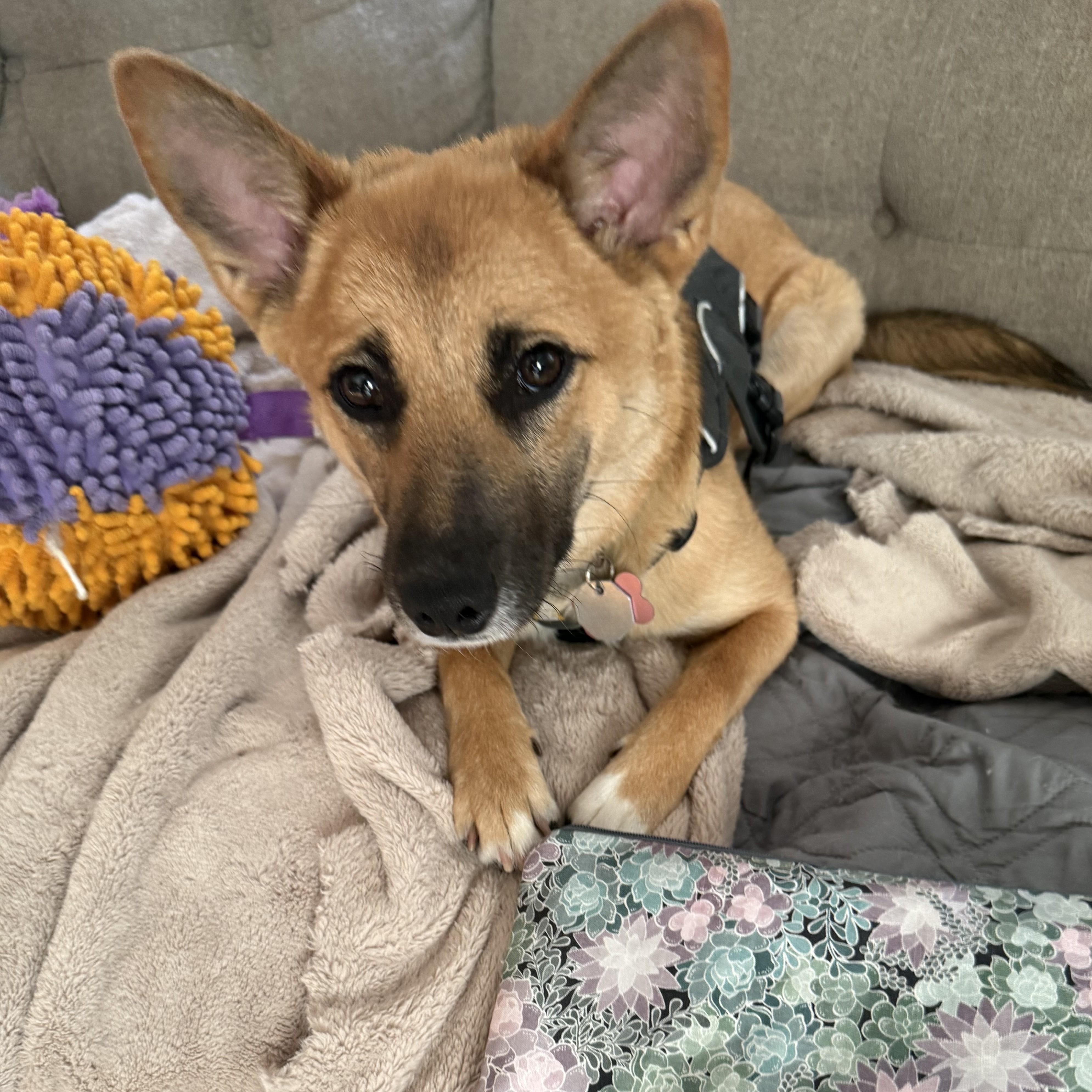 Enlarge Travey, a ADOPTABLE Shiba Inu in Chicago, IL image 2/5
