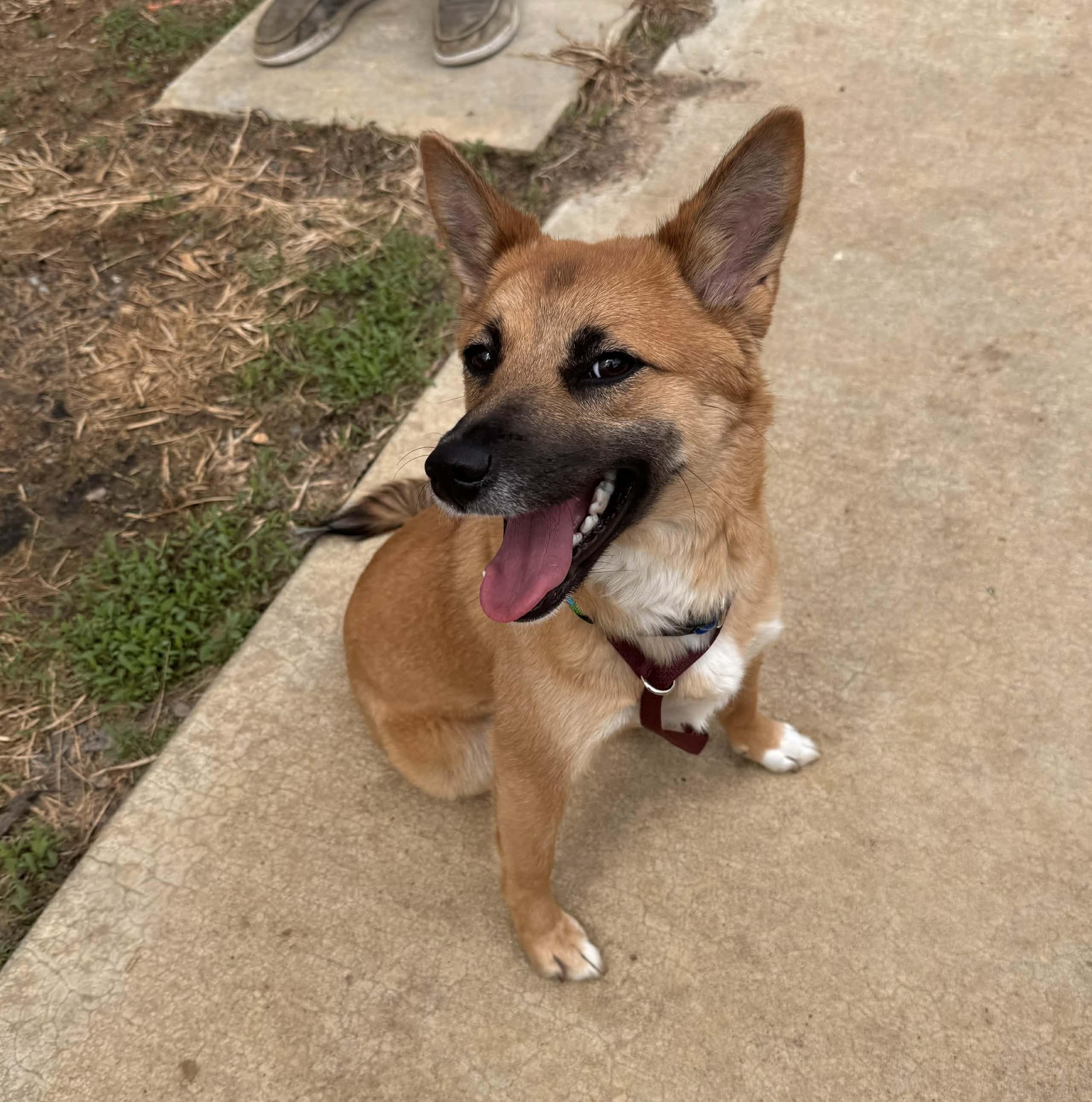 Travey, ADOPTABLE, Young Female Shiba Inu.