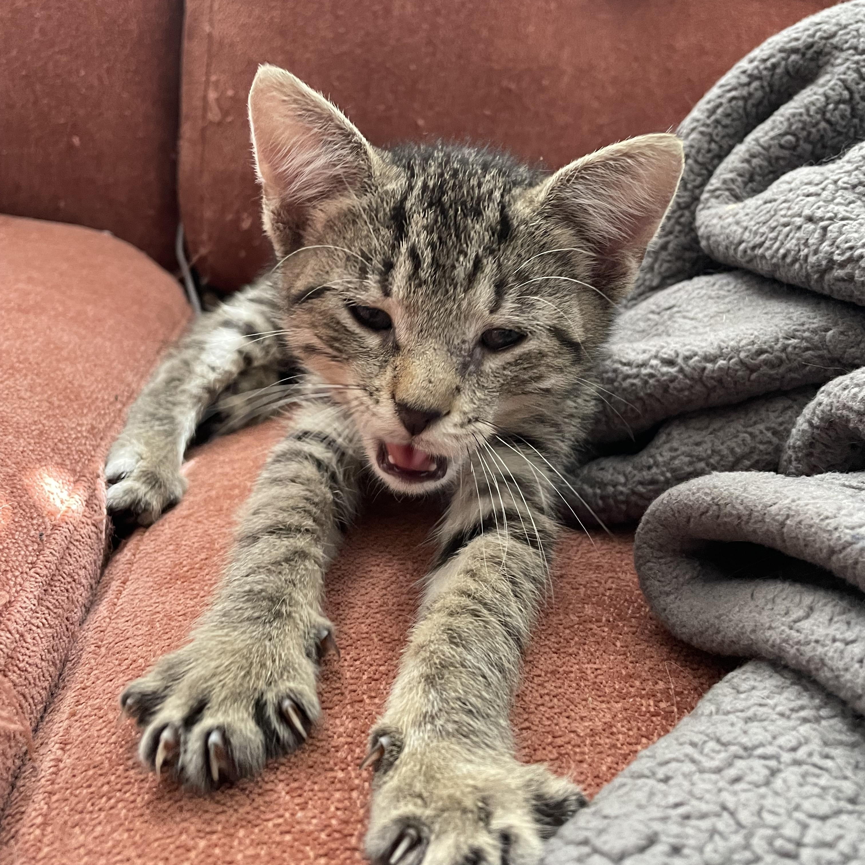 Enlarge Waz, a Adoptable Domestic Short Hair in Seneca, SC image 6/6