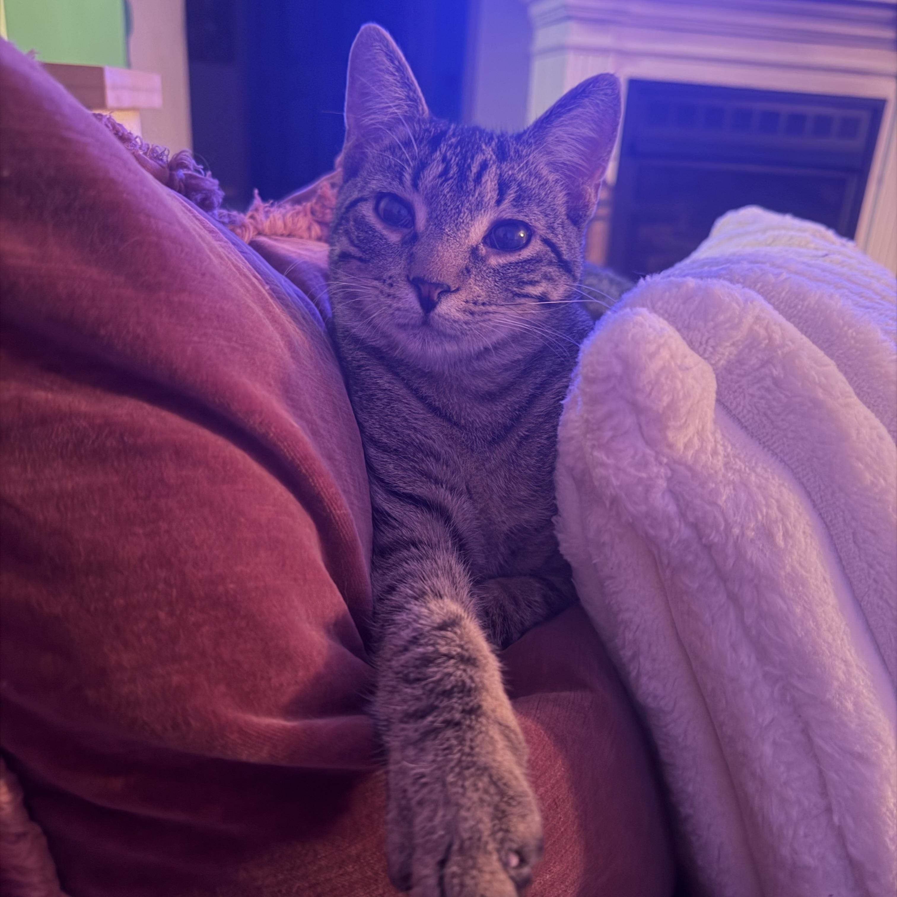 Enlarge Waz, a Adoptable Domestic Short Hair in Seneca, SC image 3/6