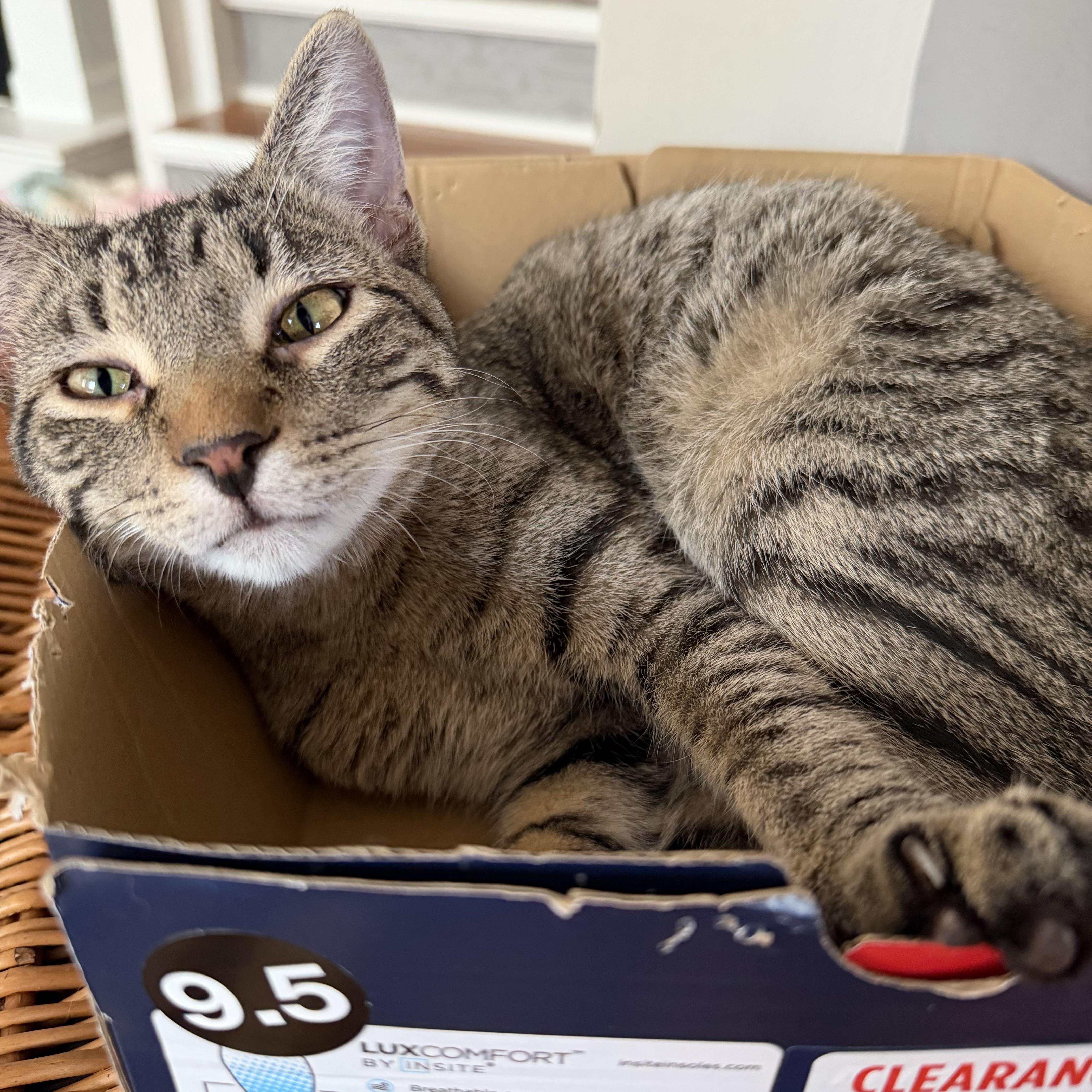 Waz, Adoptable, Young Male Domestic Short Hair.