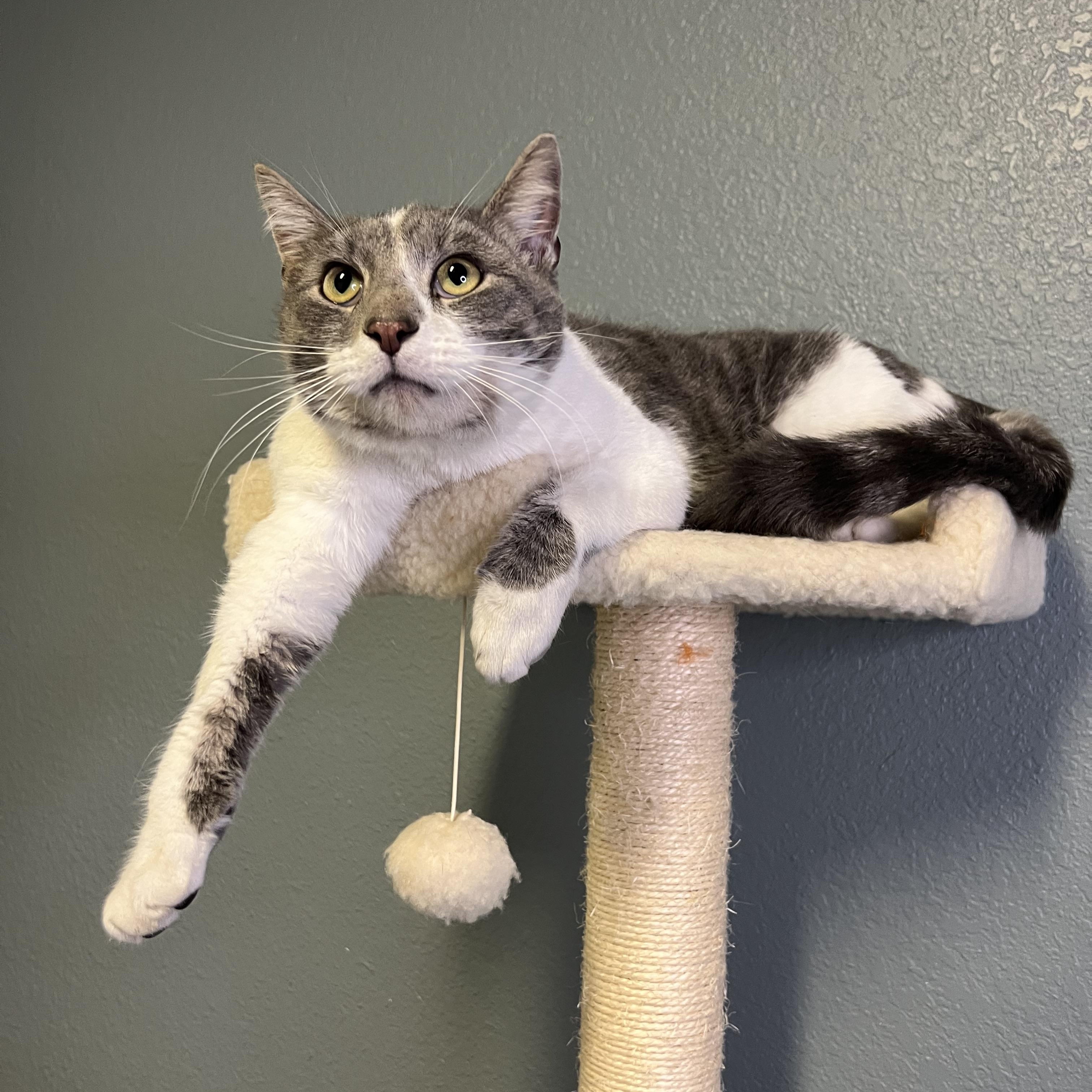 Enlarge Jazzy, an adopted Tabby in Newton, IL image 2/6