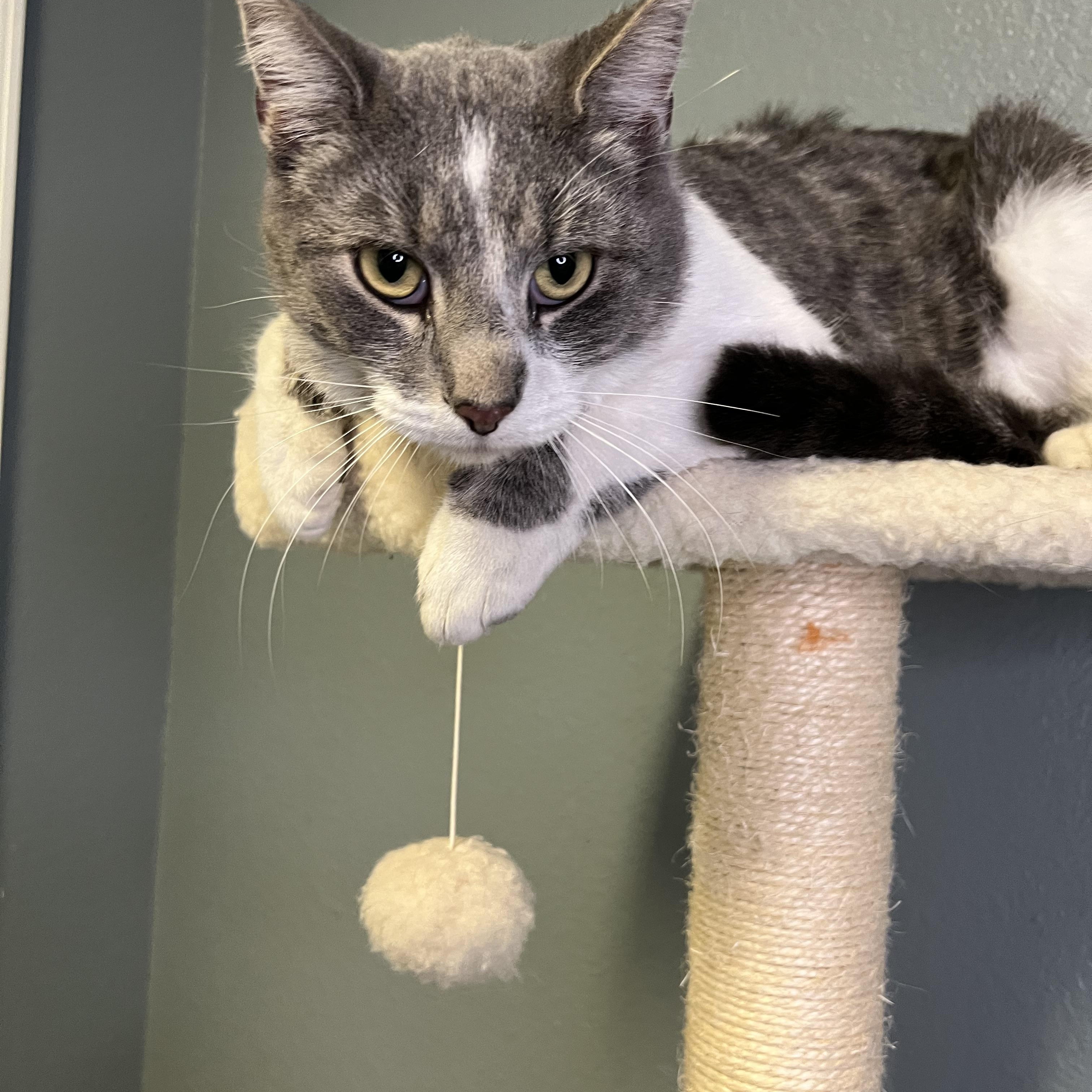 Enlarge Jazzy, an adopted Tabby in Newton, IL image 3/6