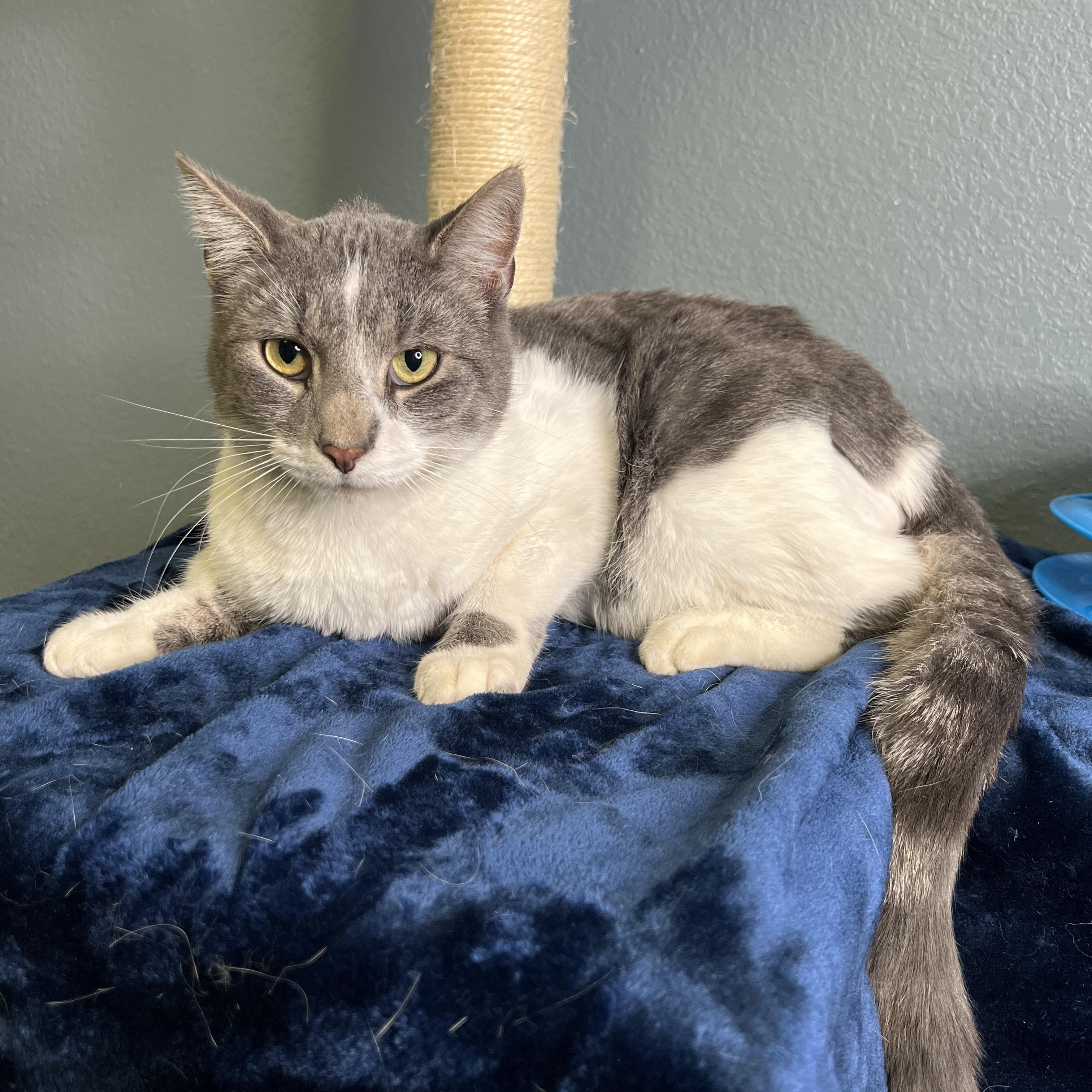 Enlarge Jazzy, an adopted Tabby in Newton, IL image 4/6