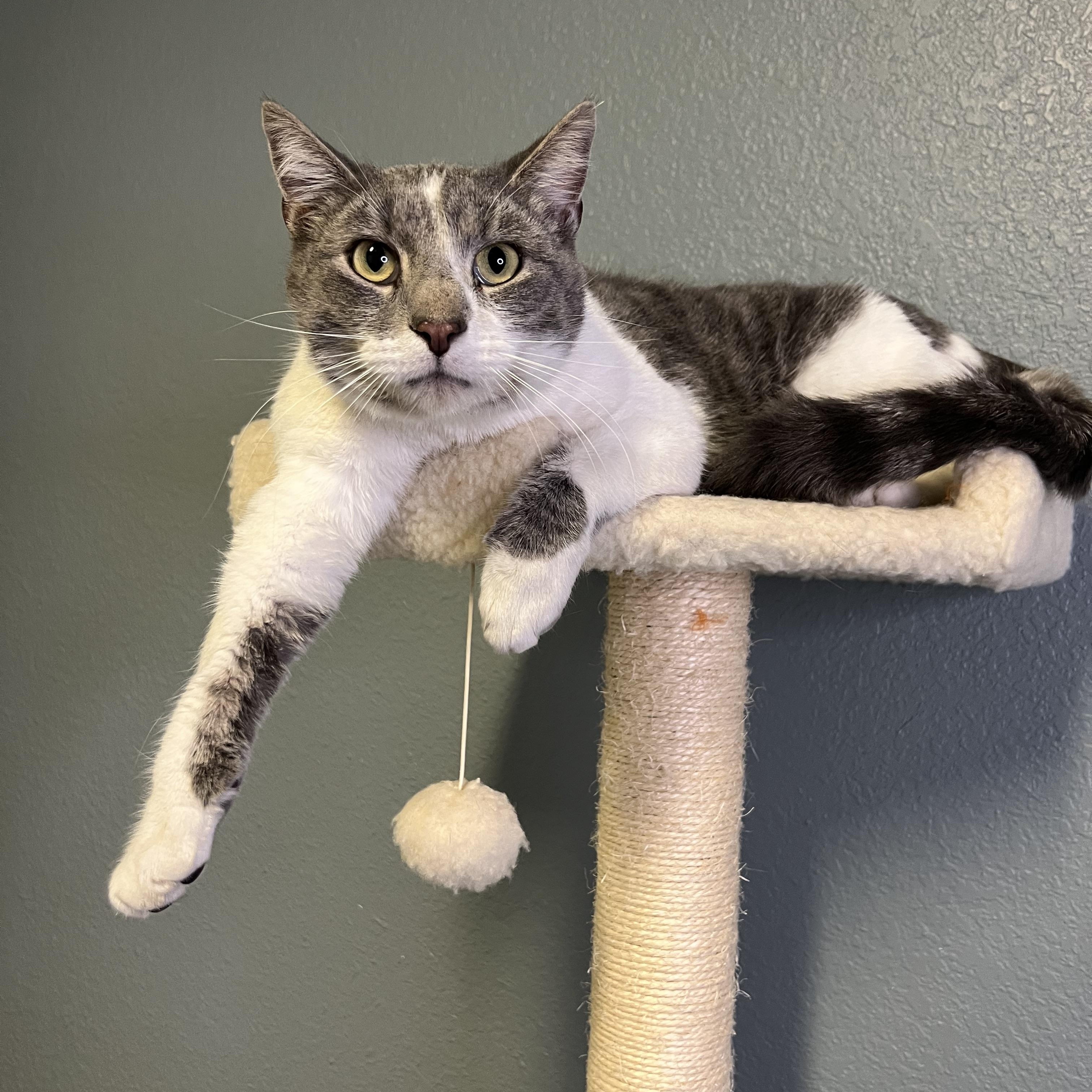 Enlarge Jazzy, an adopted Tabby in Newton, IL image 5/6