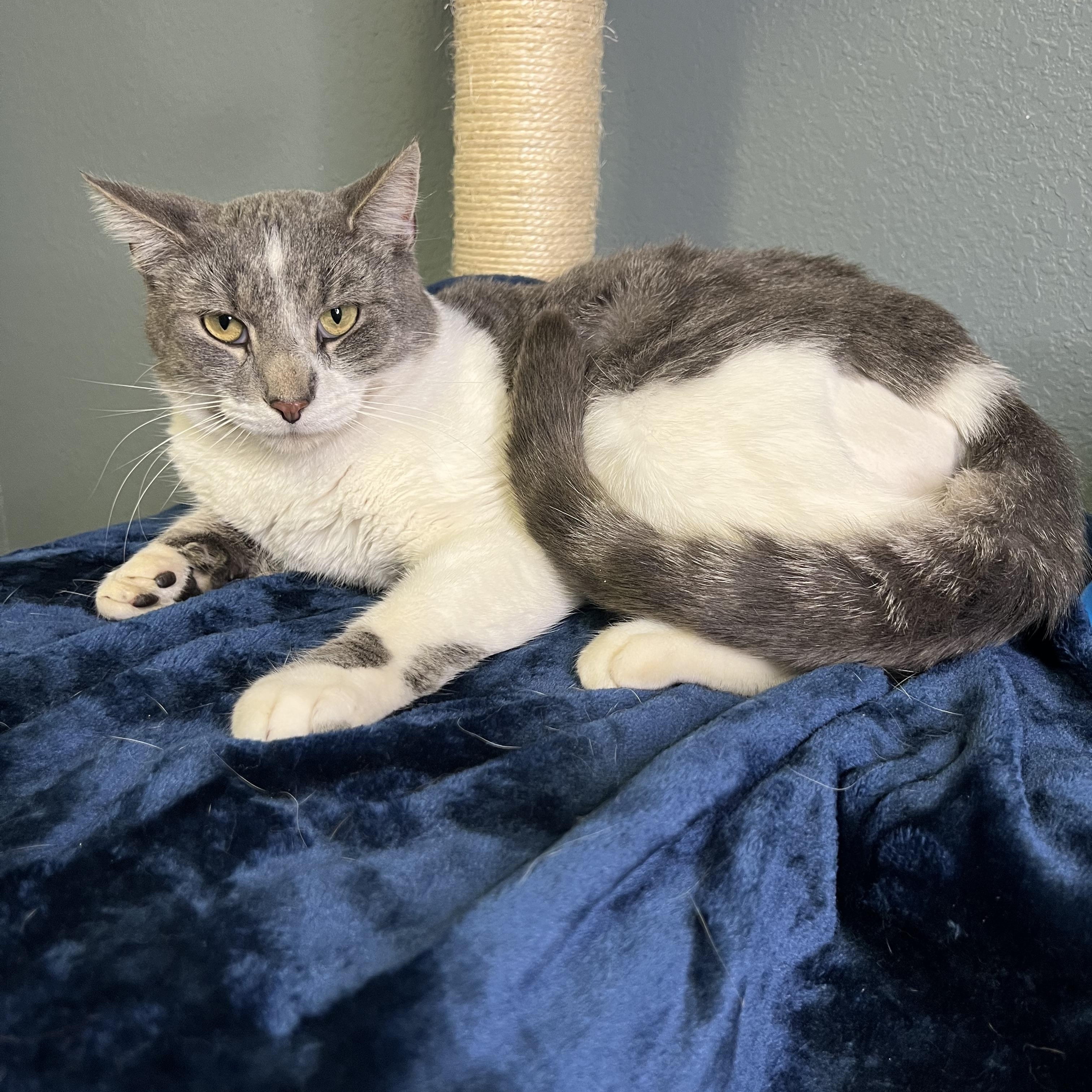 Enlarge Jazzy, an adopted Tabby in Newton, IL image 6/6