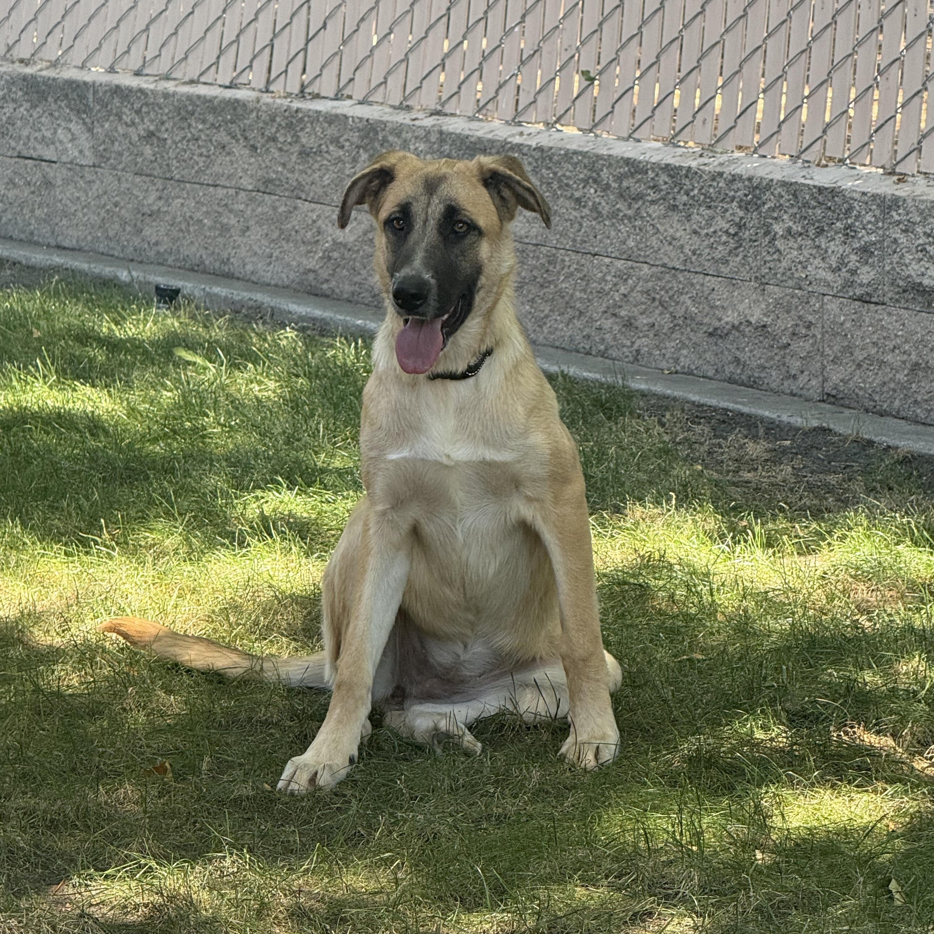 Enlarge Winnie, a Adoptable mixed breed in Pleasanton, CA image 3/5