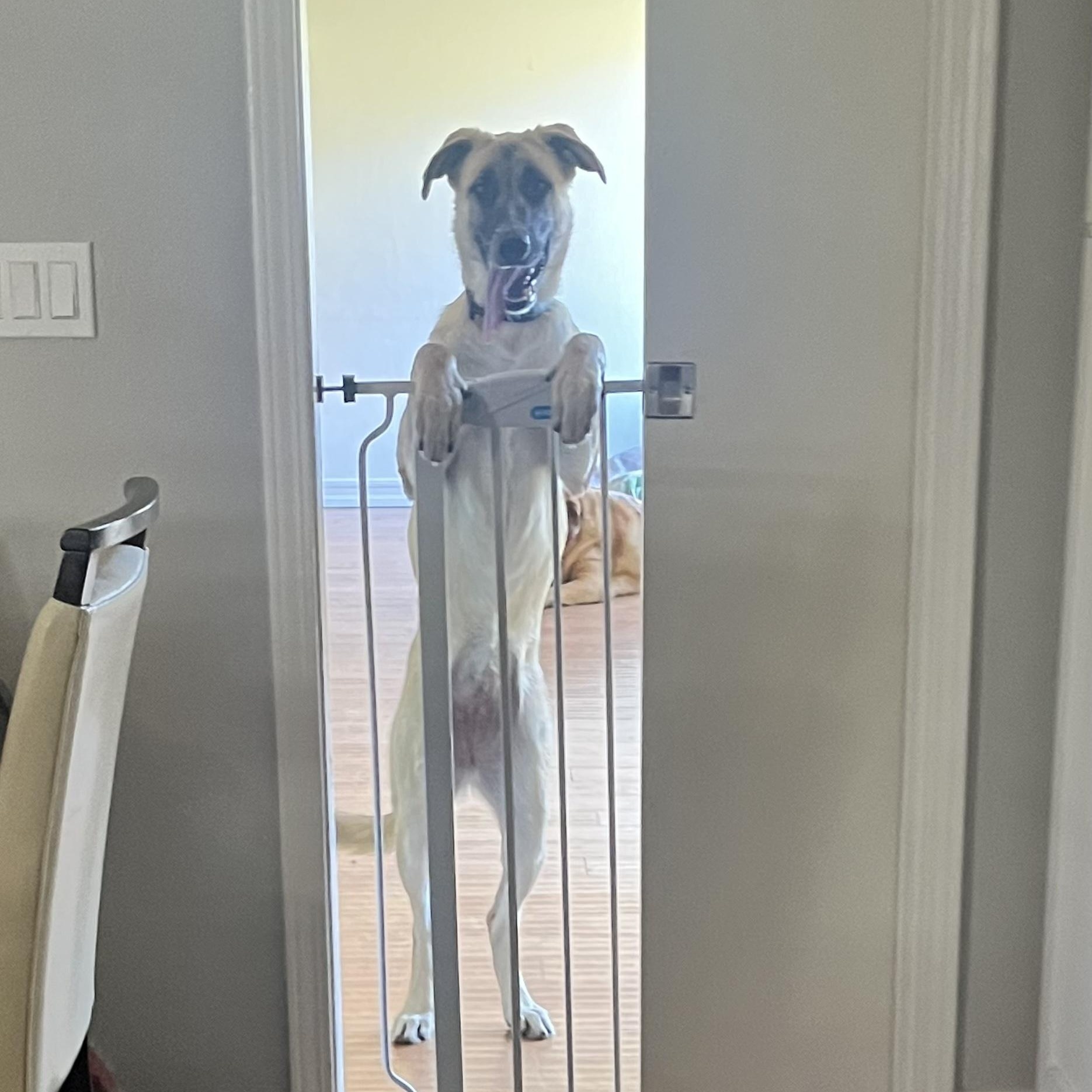 Enlarge Winnie, a Adoptable mixed breed in Pleasanton, CA image 2/5