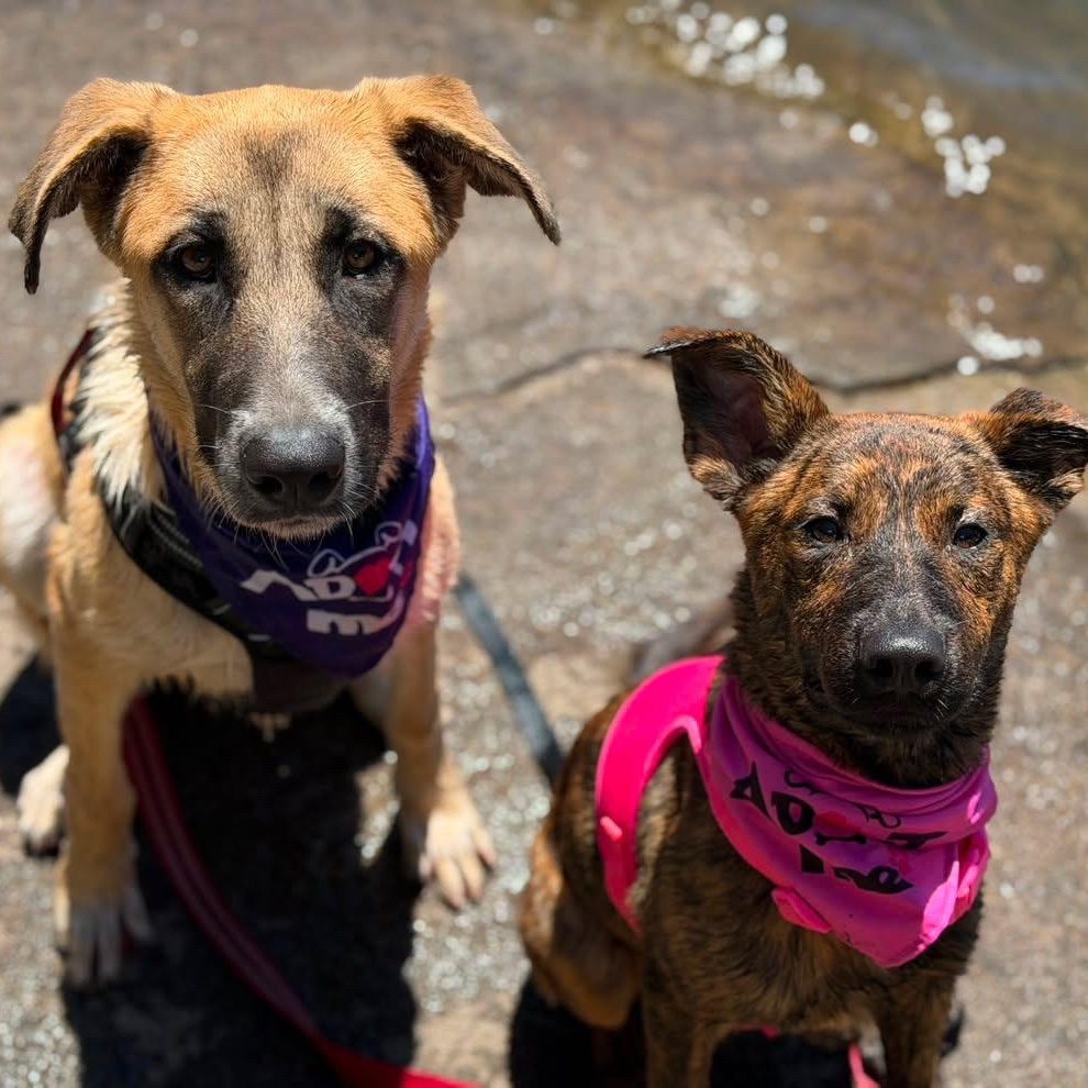 Enlarge Winnie, a Adoptable mixed breed in Pleasanton, CA image 4/5