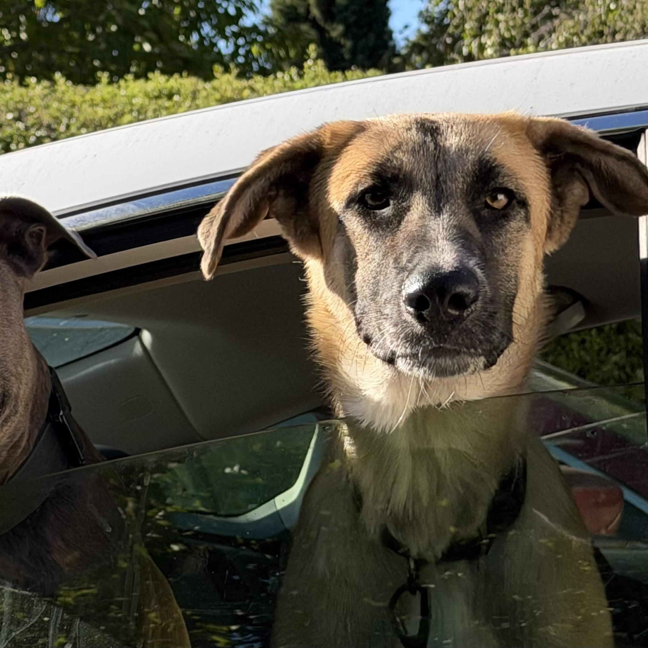 Enlarge Winnie, a Adoptable mixed breed in Pleasanton, CA image 5/5