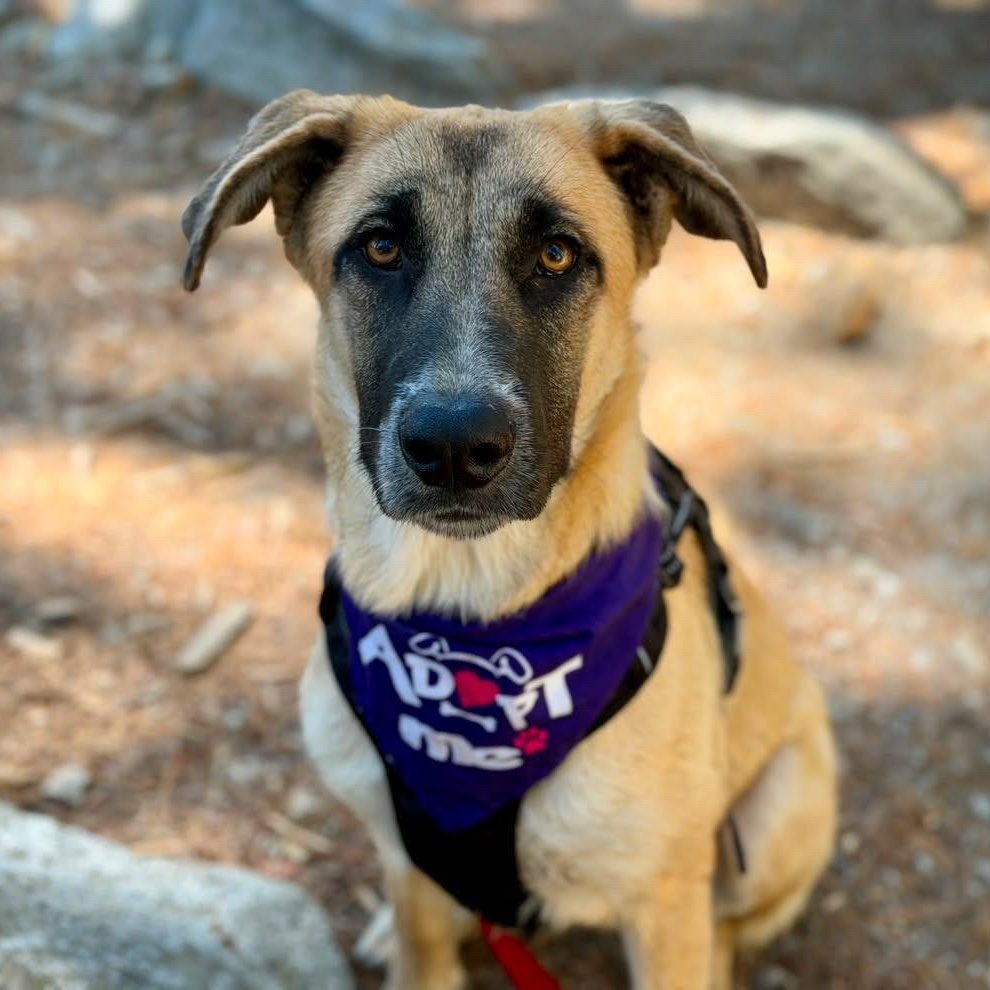 Winnie, Adoptable, Young Female Anatolian Shepherd.