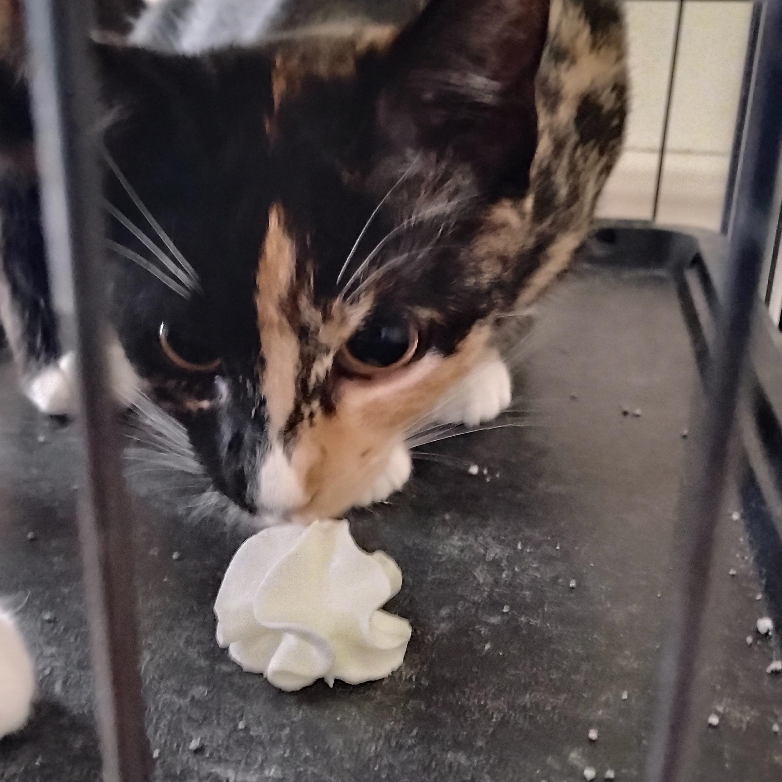 Reese's Pieces, ADOPTABLE, Young Female Domestic Short Hair.