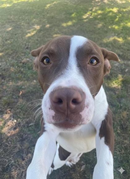 Enlarge Duke, a Adoptable mixed breed in Violet, LA image 2/3