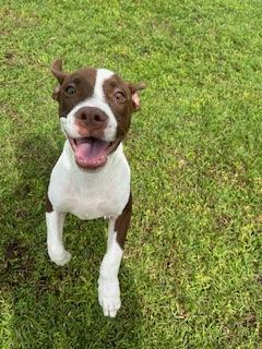 Duke, Adoptable, Young Male Pit Bull Terrier & Mixed Breed.