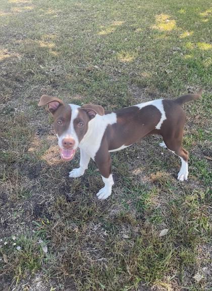 Enlarge Duke, a Adoptable mixed breed in Violet, LA image 4/5